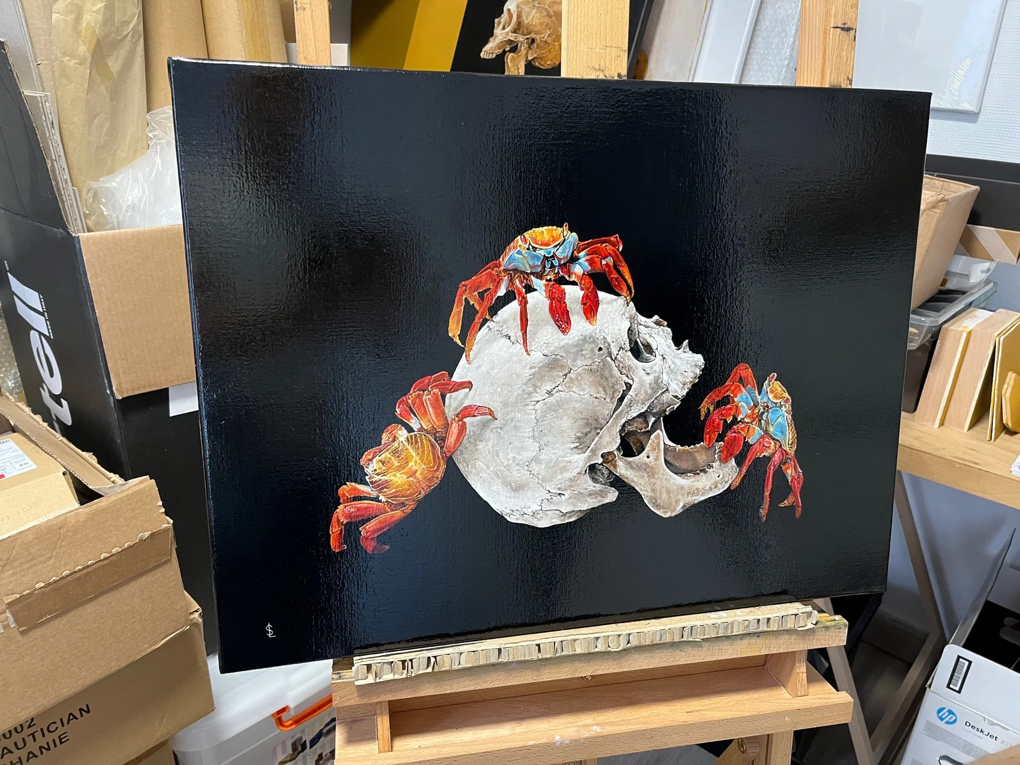 Grapsusgrapsus Sailev on easel.jpg