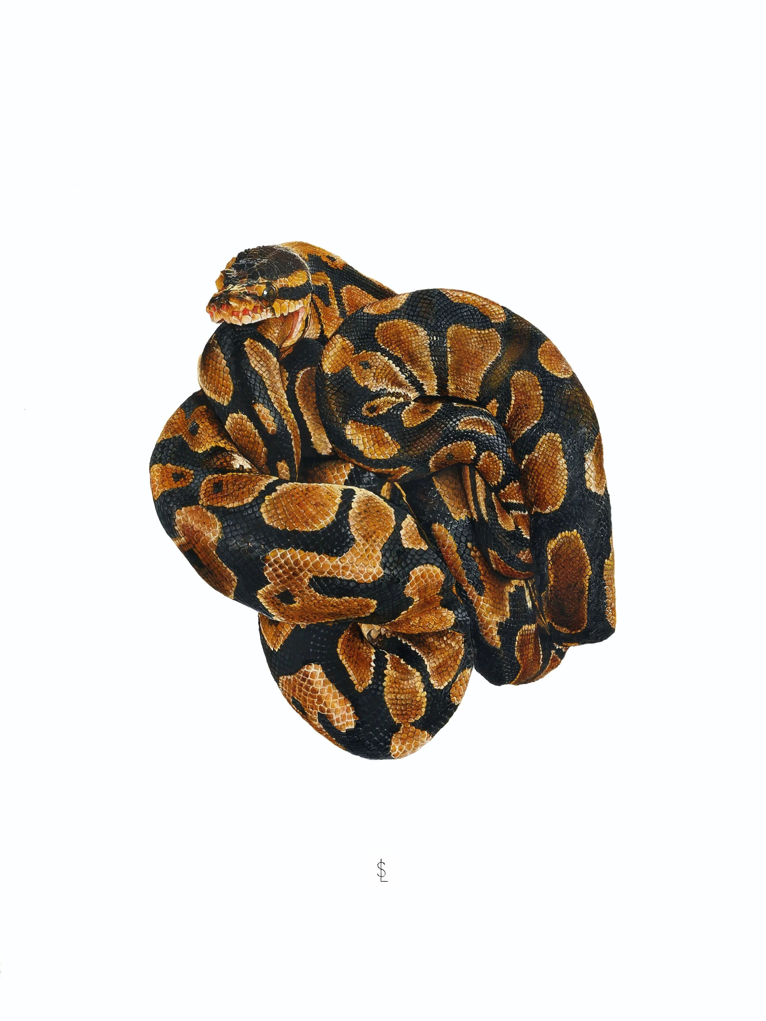 SAILEV The Knotted Ouroboros 5MB.jpg