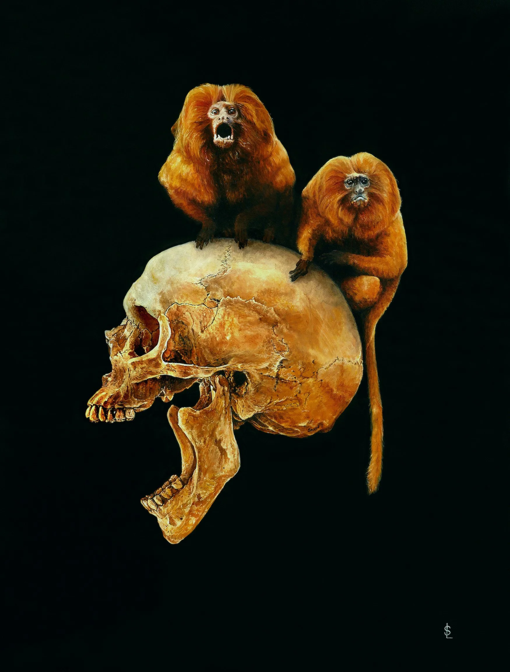 SAILEV Leontopithecus rosalia 5MB.jpg