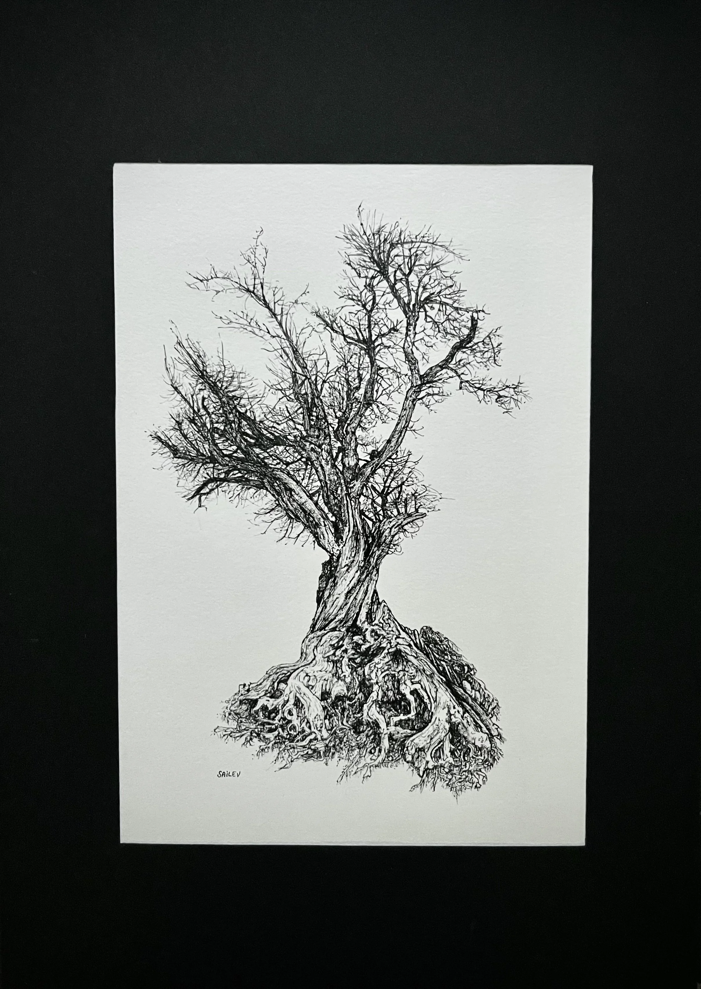 SAILEV Axis Mundi X avec passepartout 2022.jpg