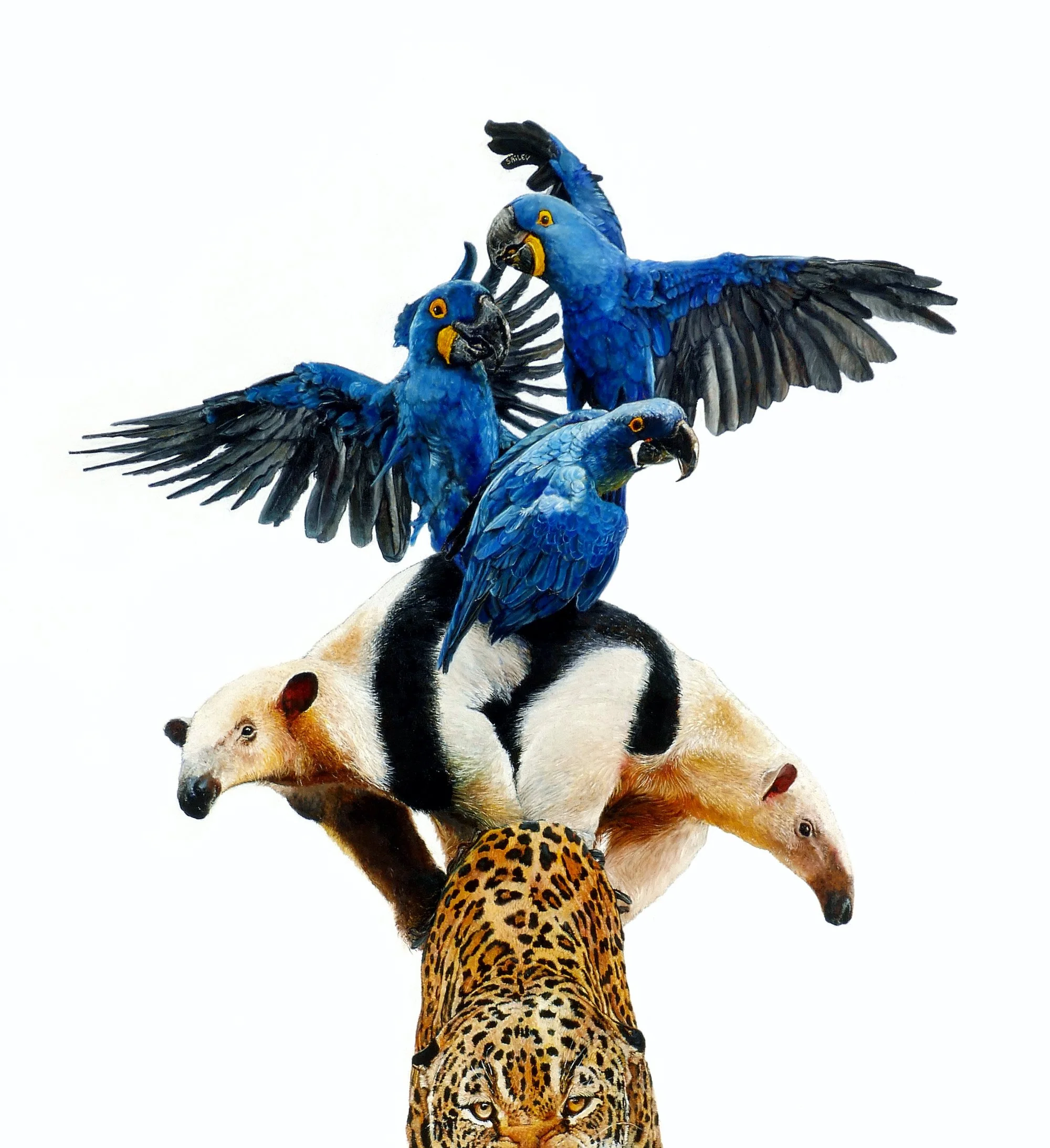 SAILEV Pantanal detail 1 copy.jpg