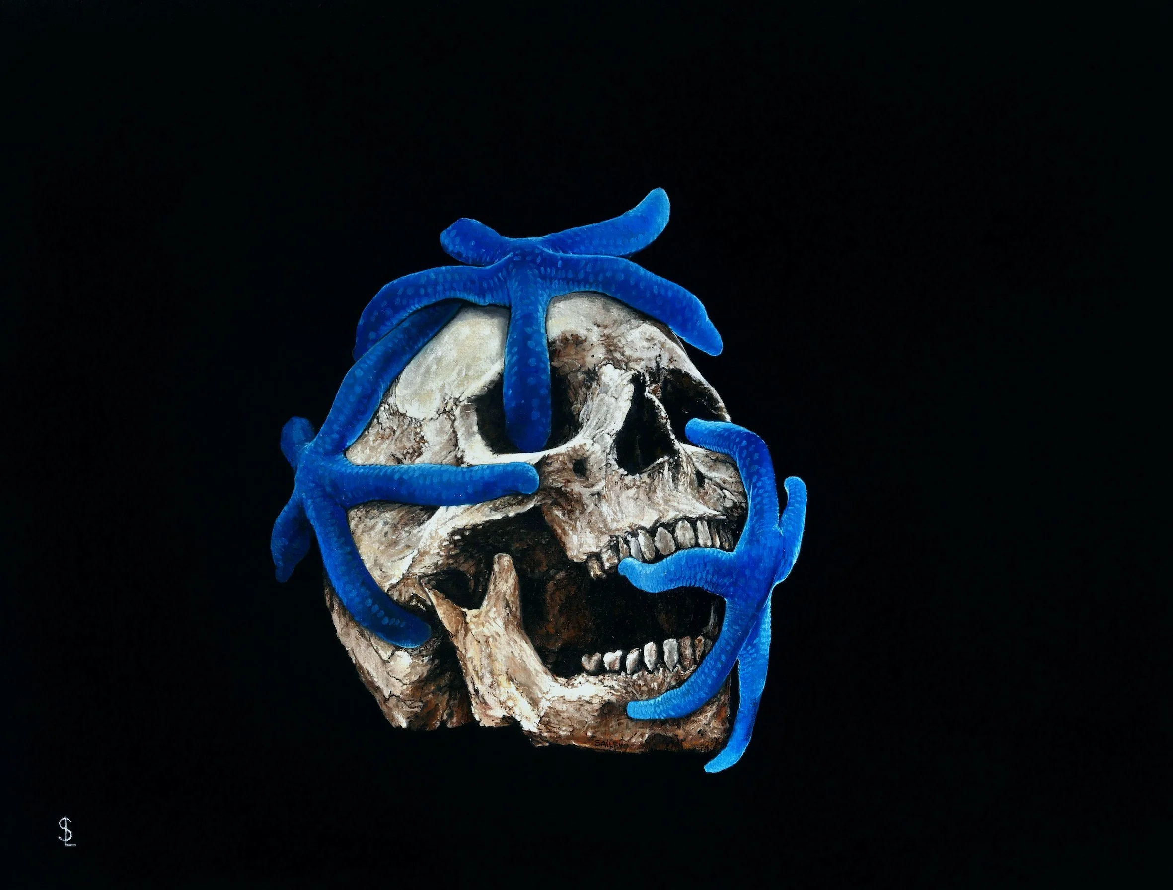 SAILEV Linckia laevigata 5MB.jpg