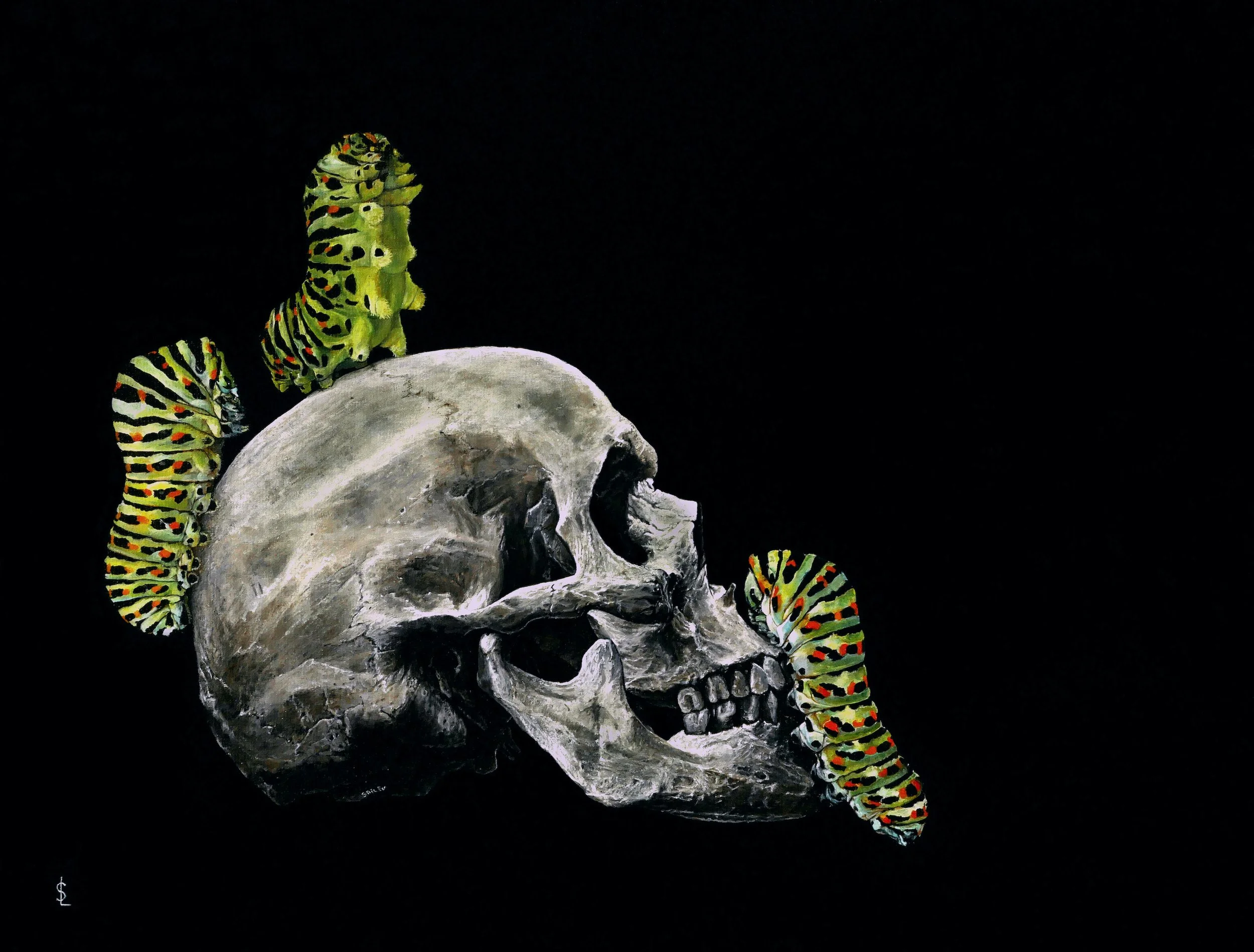 SAILEV Papilio machaon 5MB.jpg