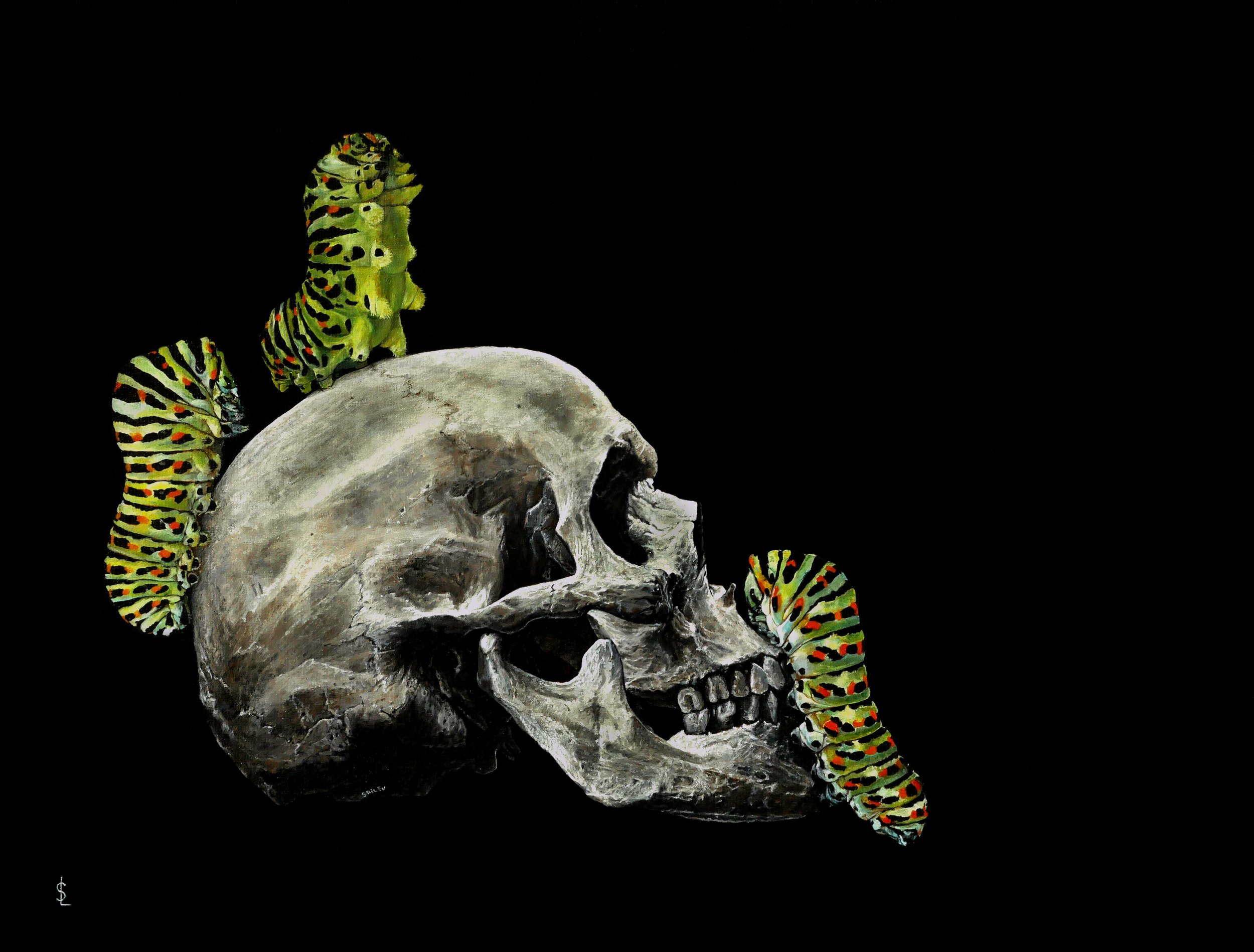 SAILEV Papilio machaon 10MB.jpg