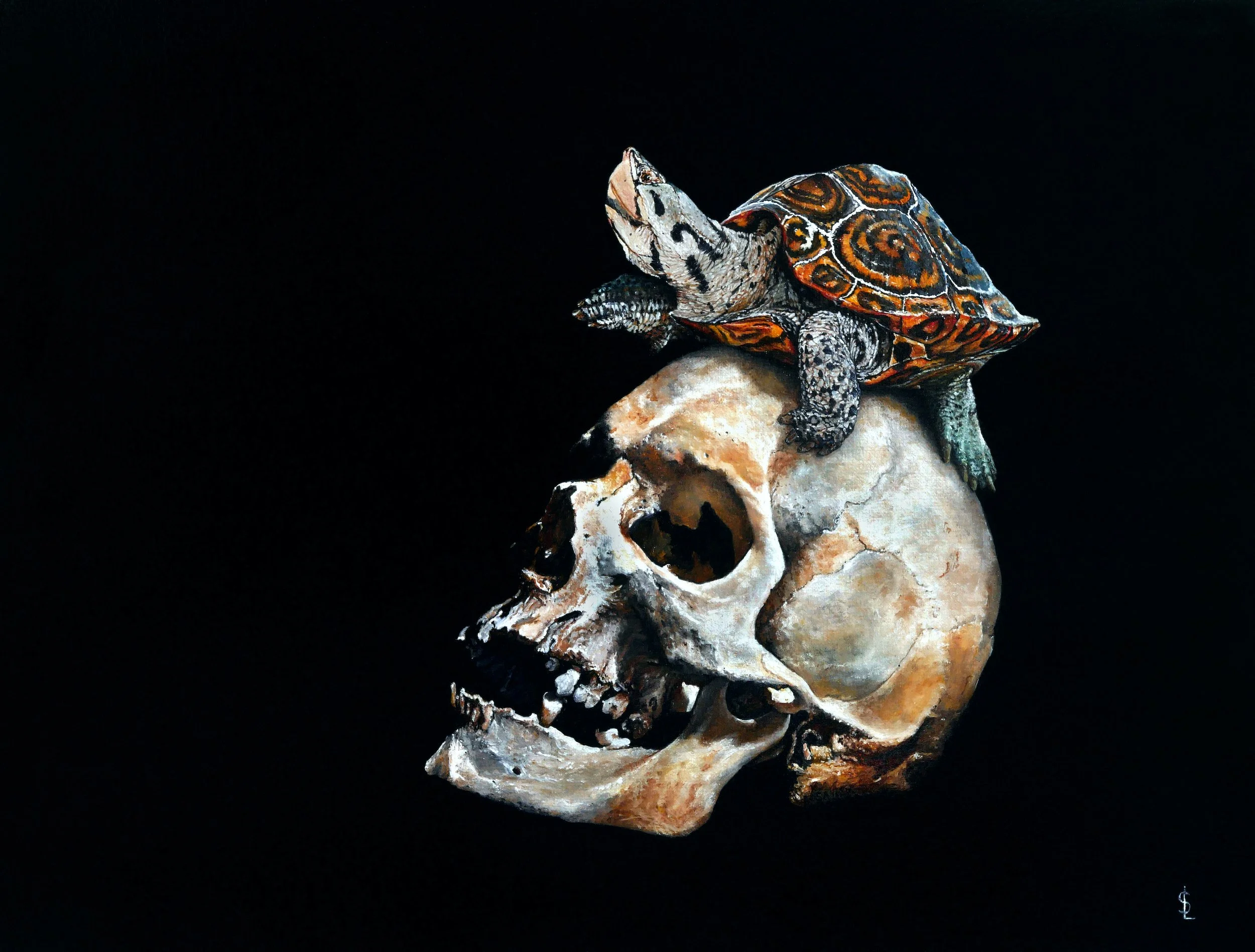 SAILEV Malaclemys terrapin 10MB.jpg