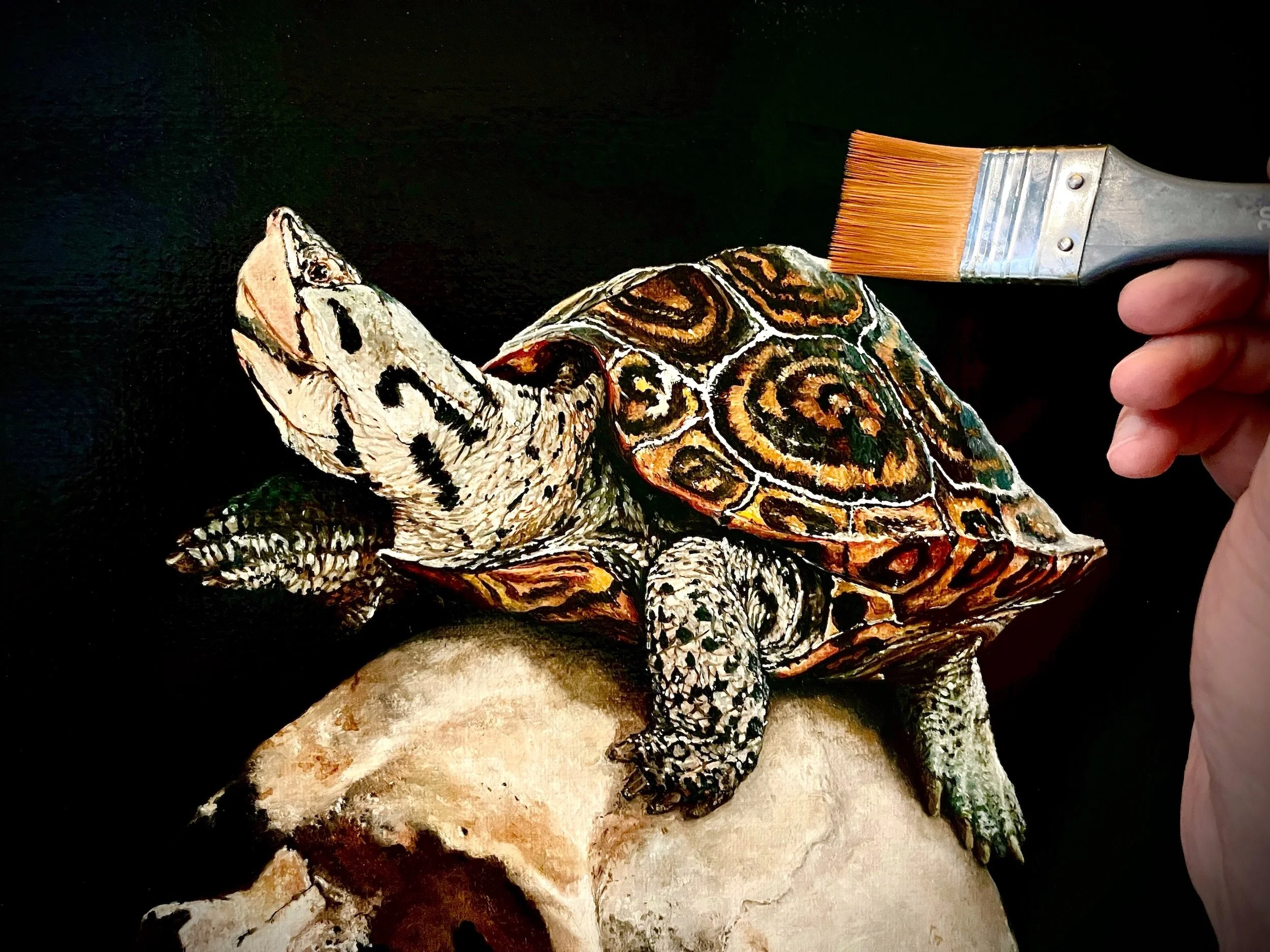 Sailev malaclemys Varnishing.jpg