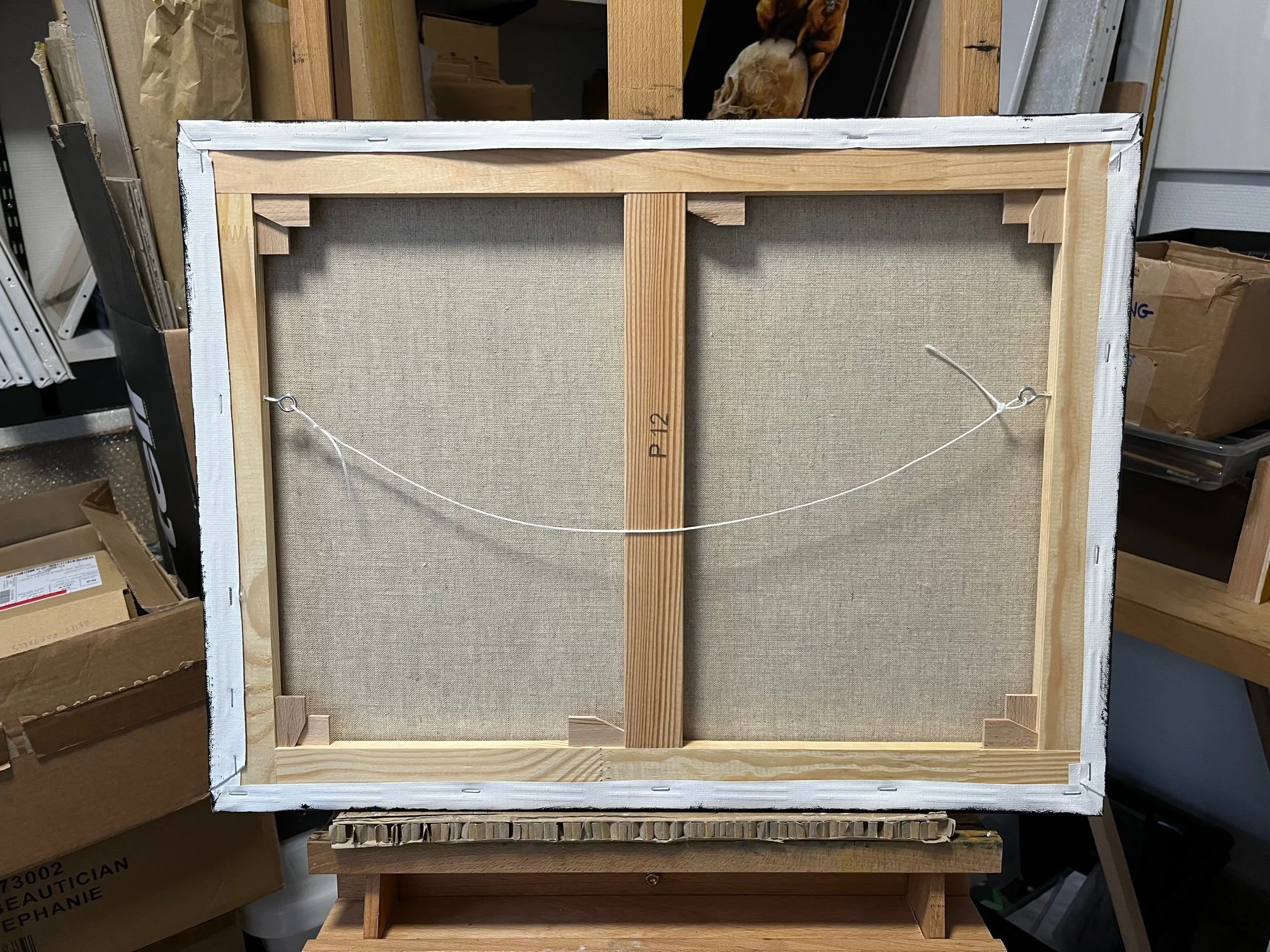 grapsus grapsus back .jpg