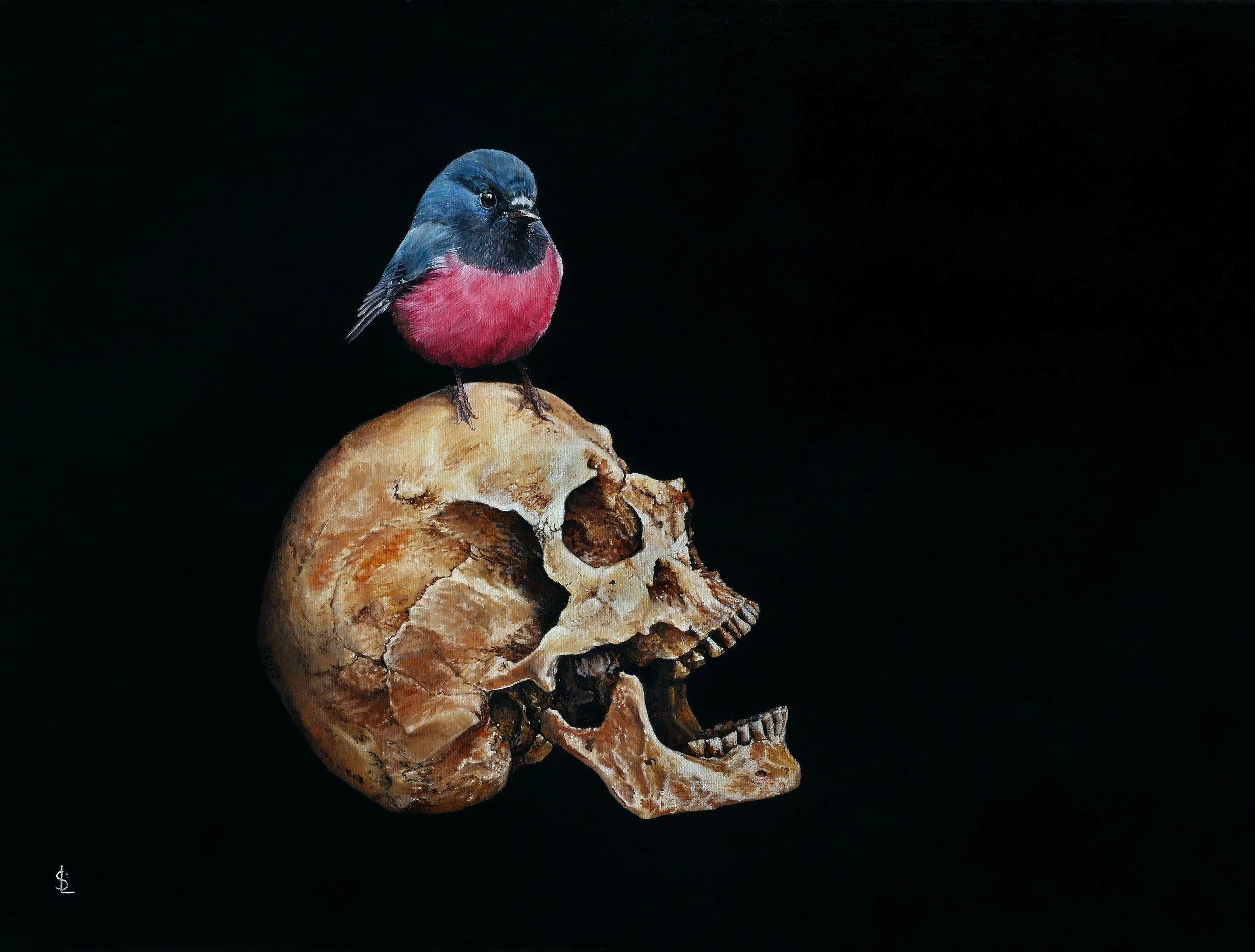 SAILEV Petroica radinogaster 10MB  .jpg