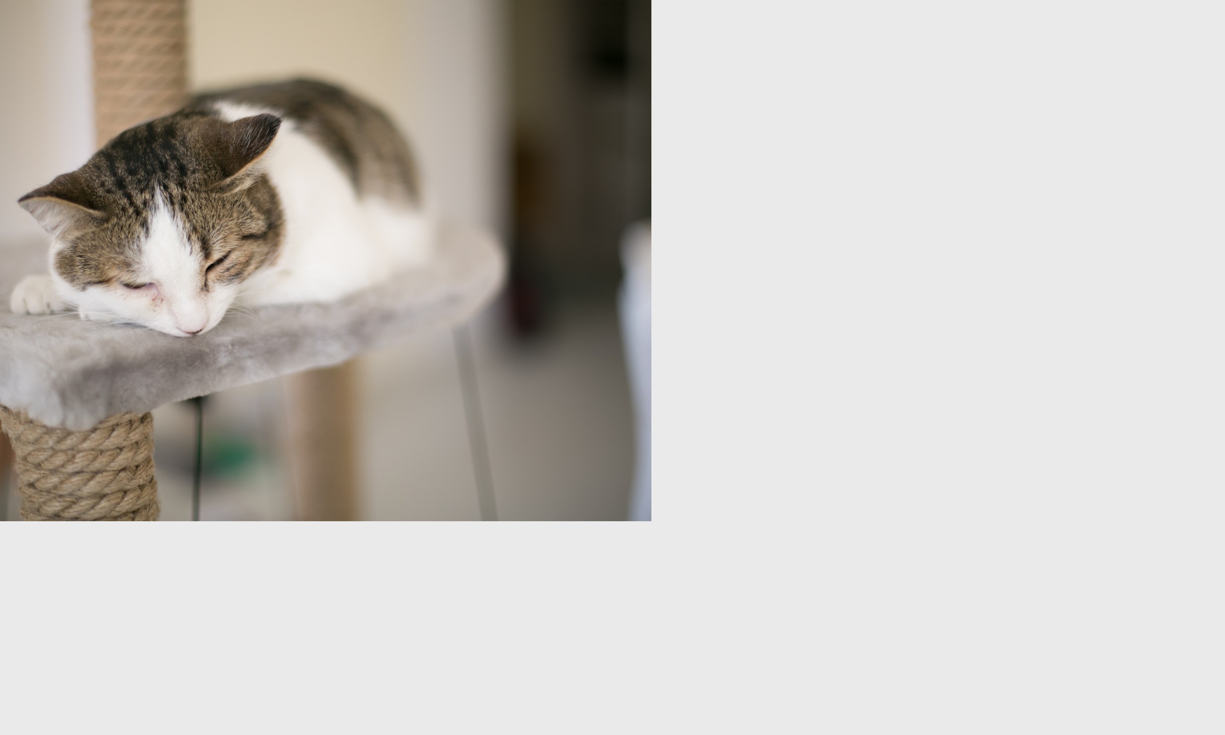 SERVICES — Limestone Veterinary Hospital