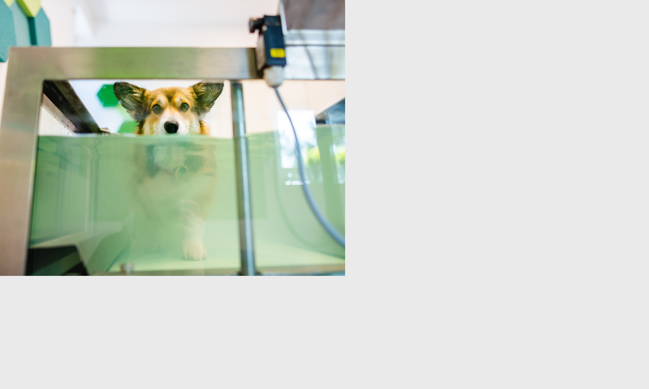 SERVICES — Limestone Veterinary Hospital