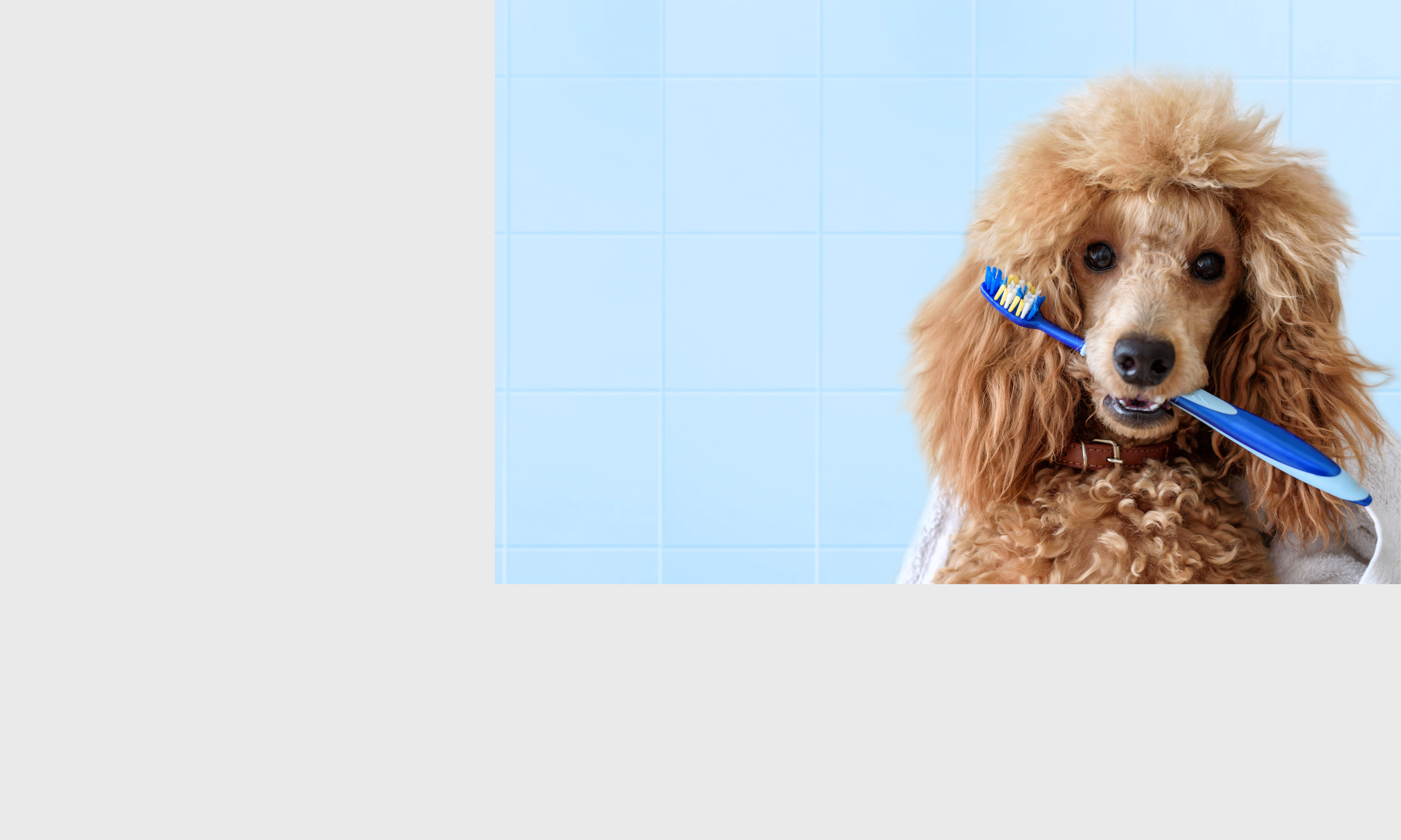 SERVICES — Limestone Veterinary Hospital