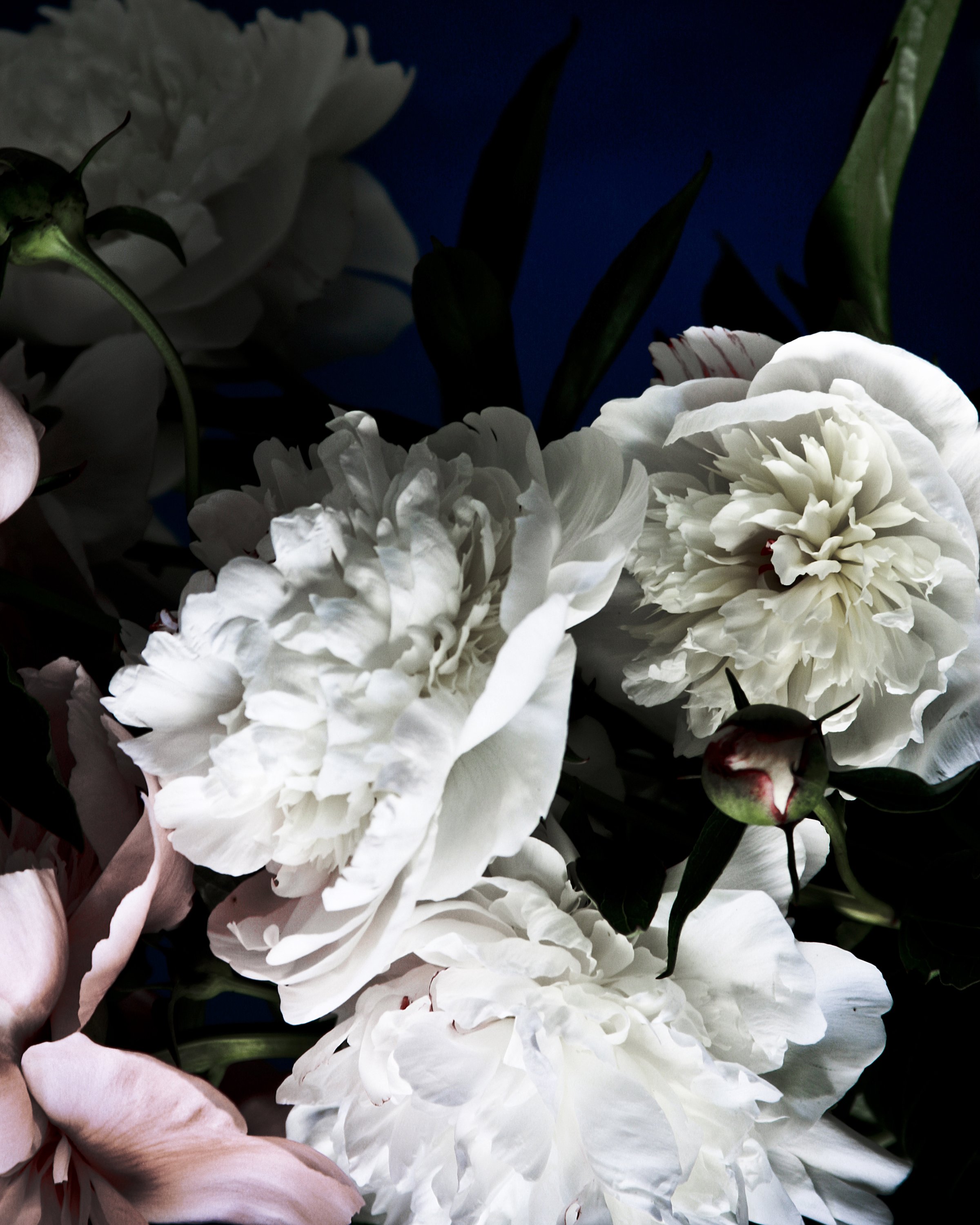 dark botanical_no_15_8x11.jpg