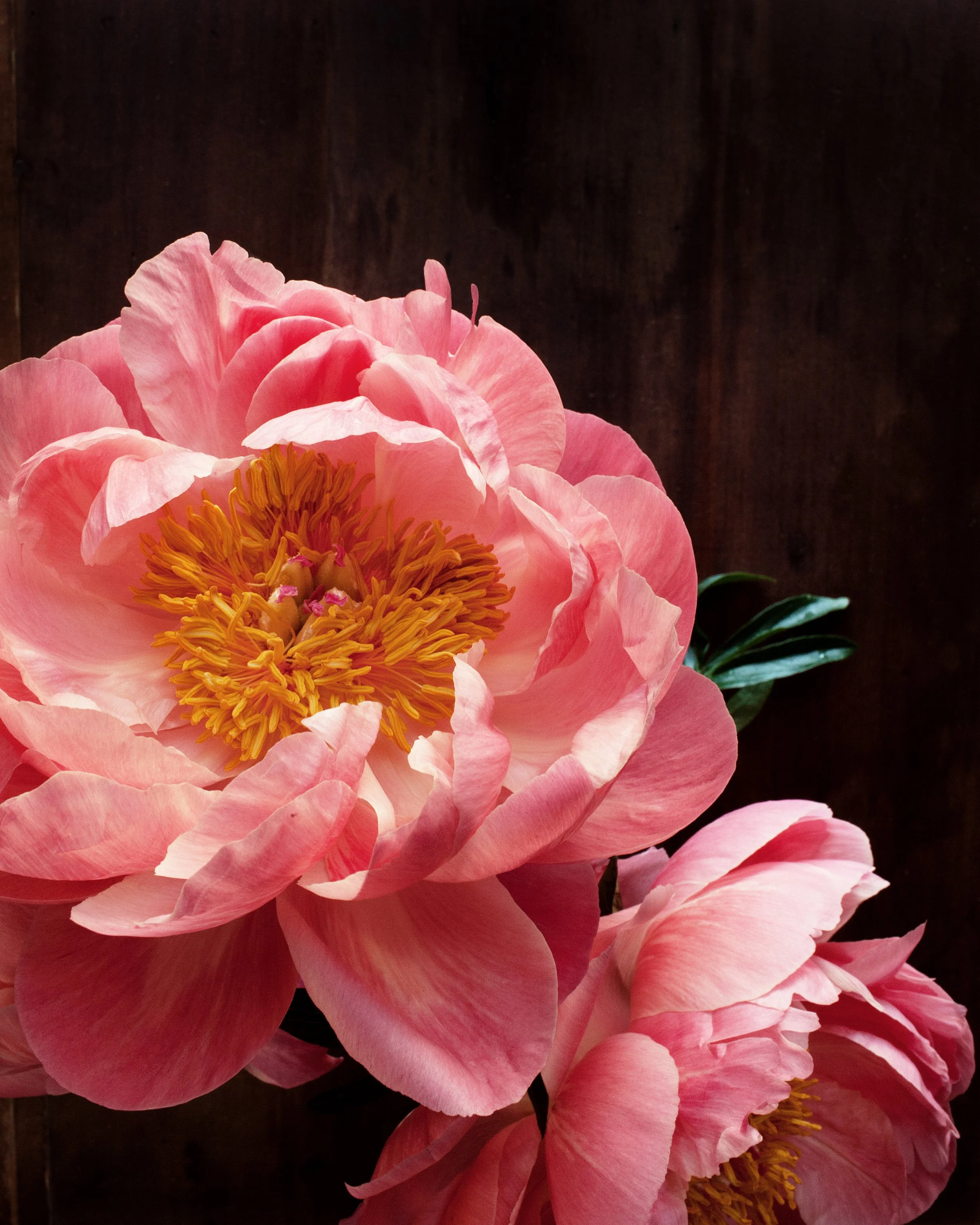 dark botanical_no_3_8x10.jpg