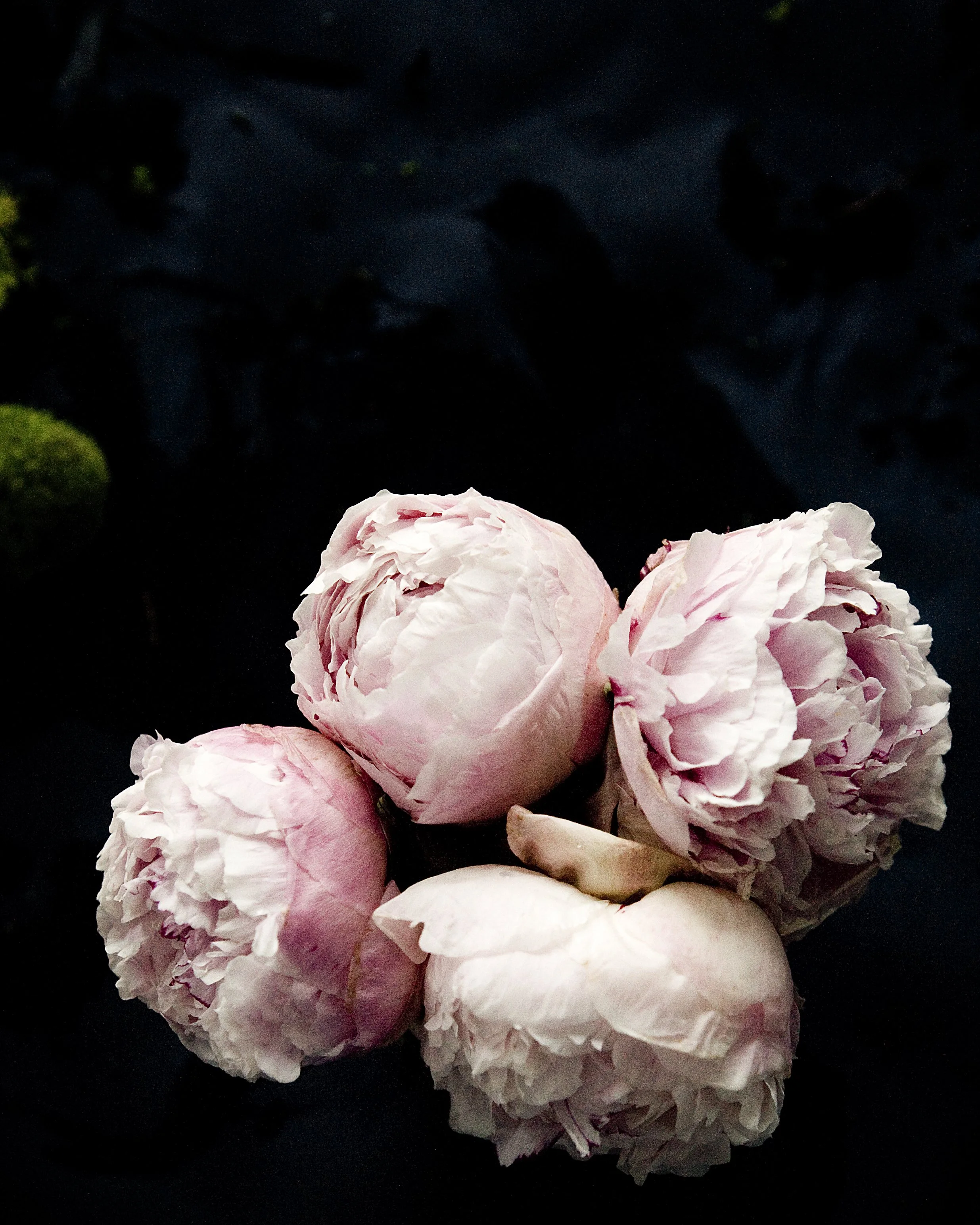 dark botanical_no_16_8x10.jpg