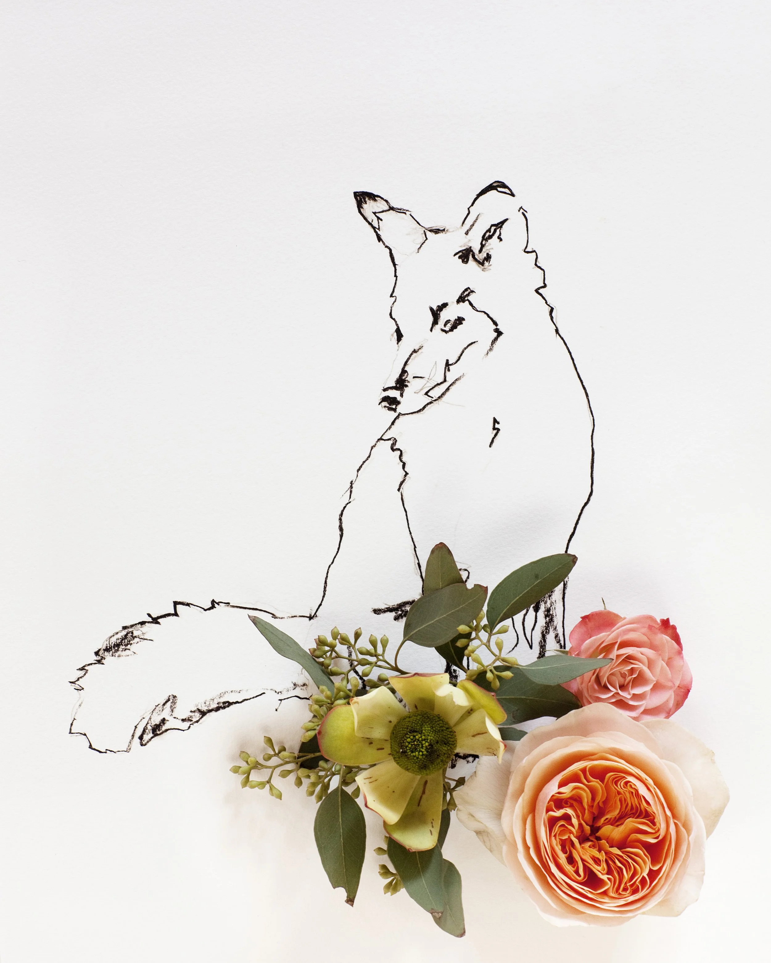 fox_no_1_8x10.jpg