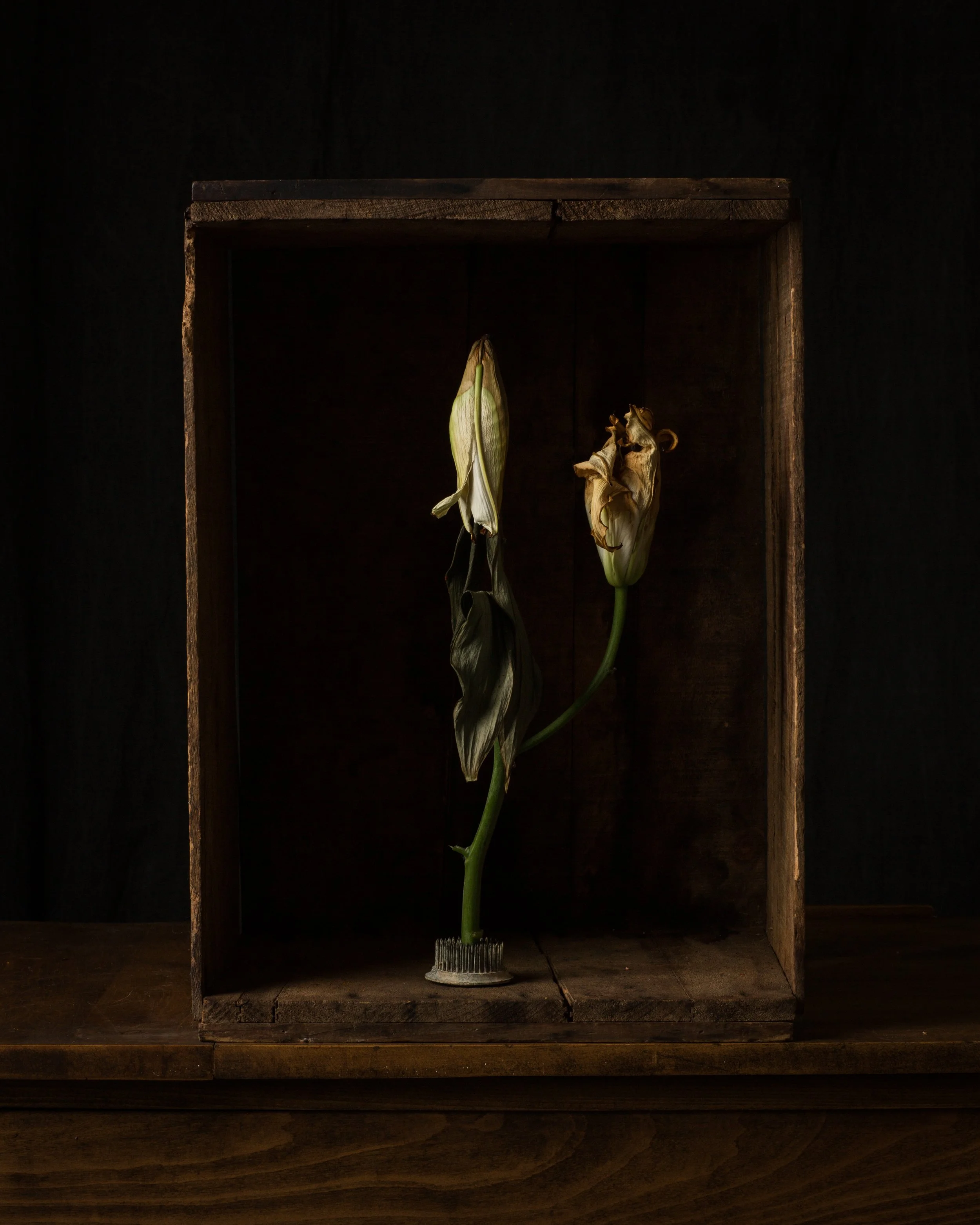 dark botanical_no_73_8x10.jpg