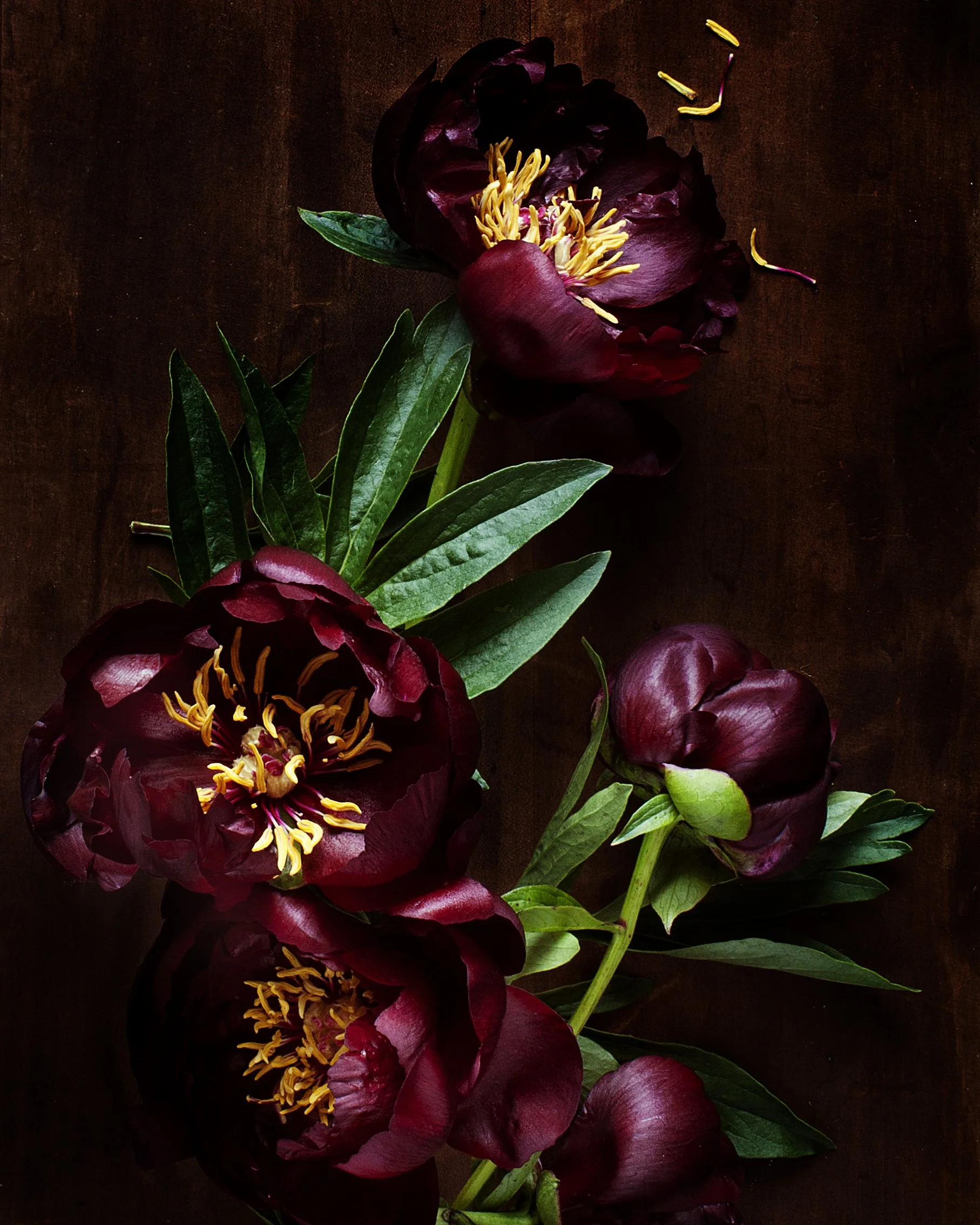 dark botanical_no_10_8x10.jpg