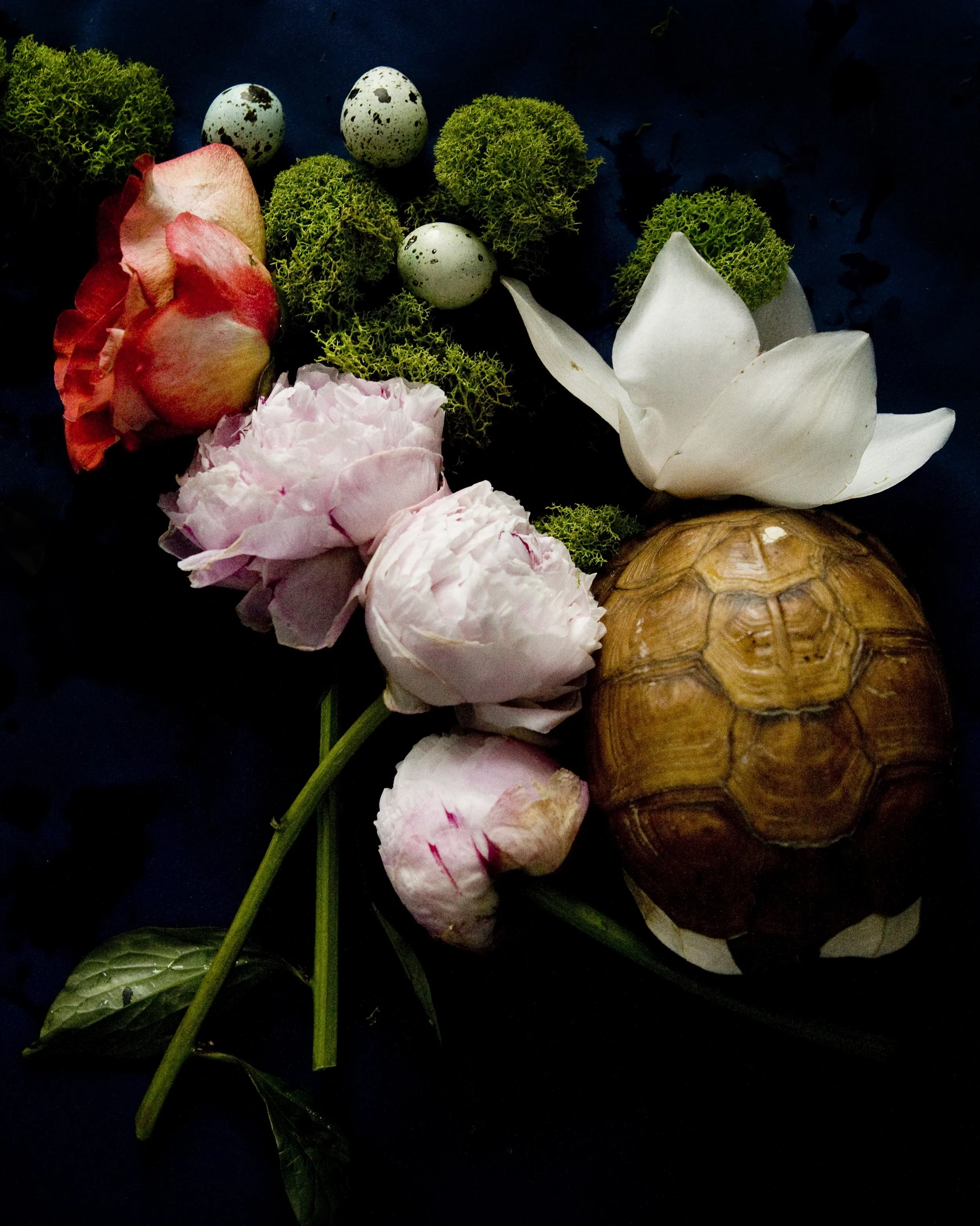 dark botanical_no_12_8x10.jpg