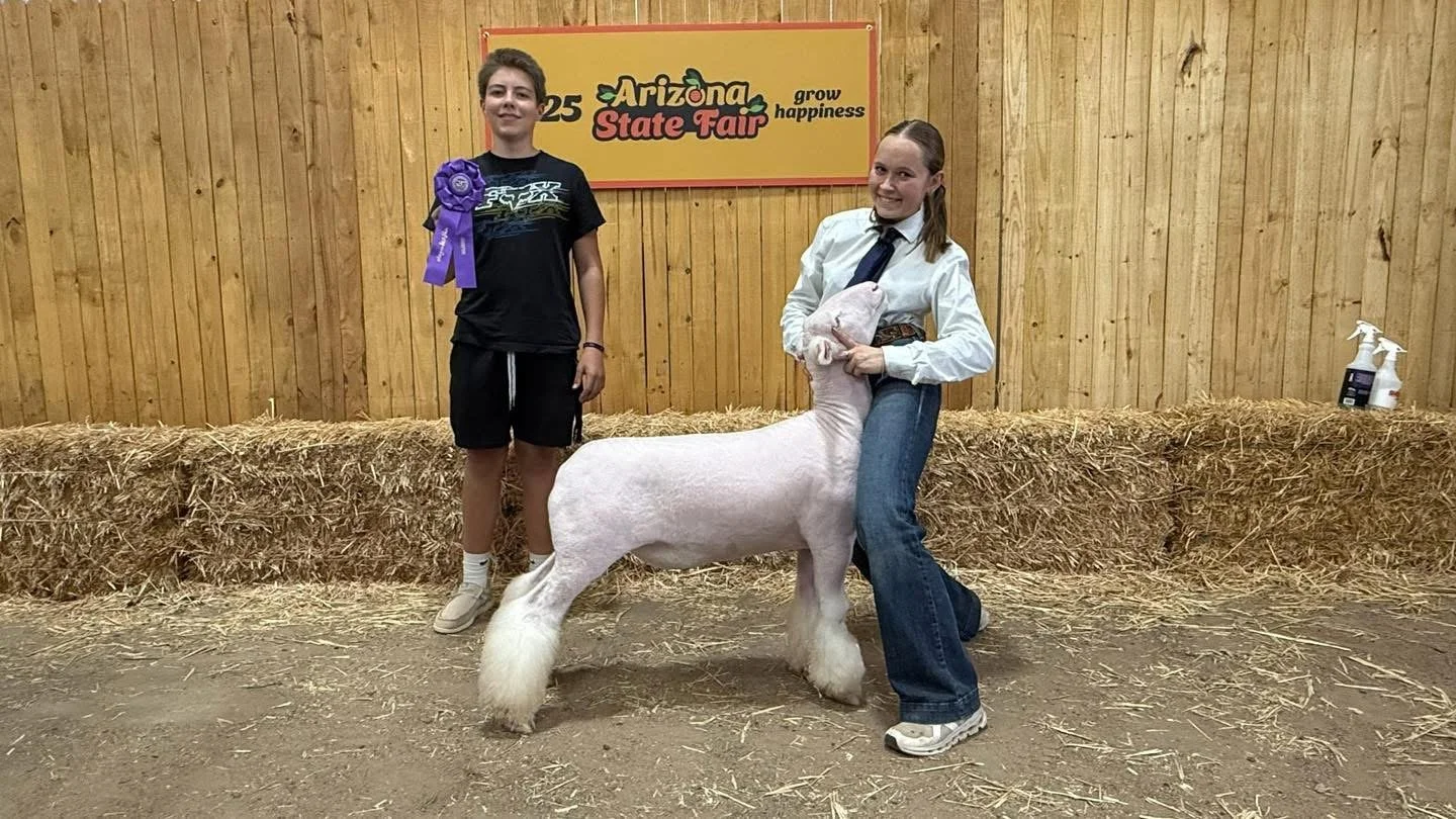 Arizona State Fair - Champion Whiteface Market Lamb