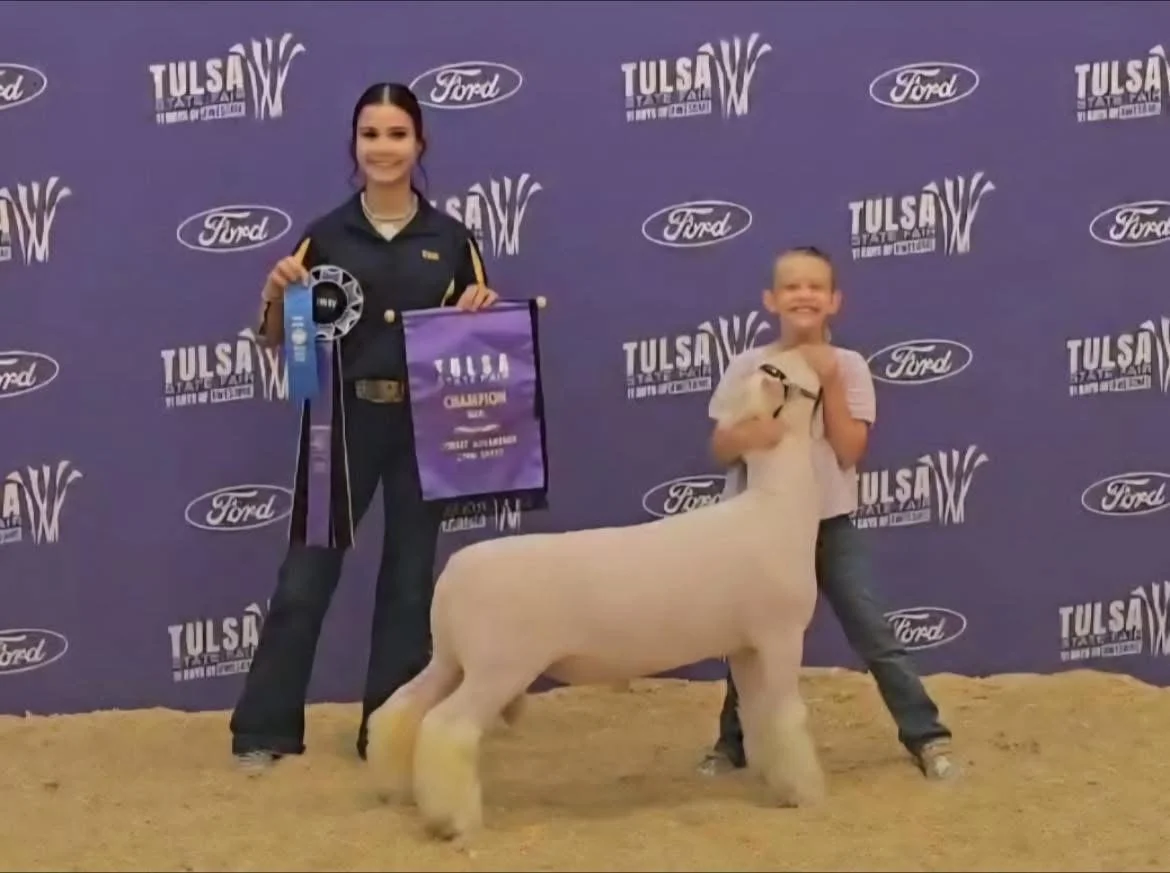 Tulsa State Fair - Champion Dorset Adv. Ram