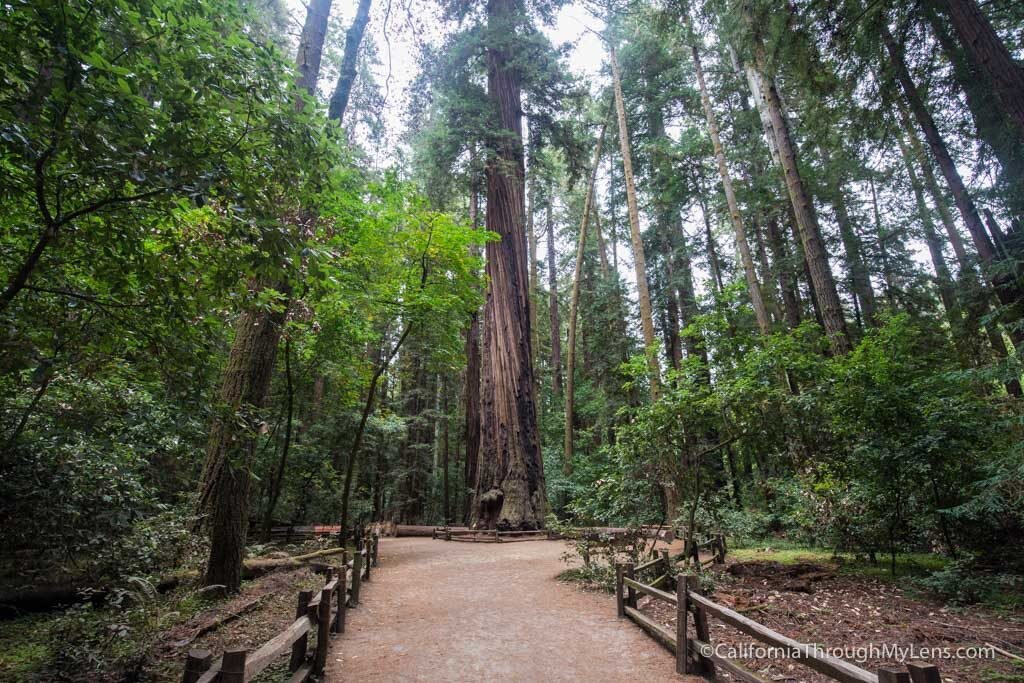 The Redwood Grove