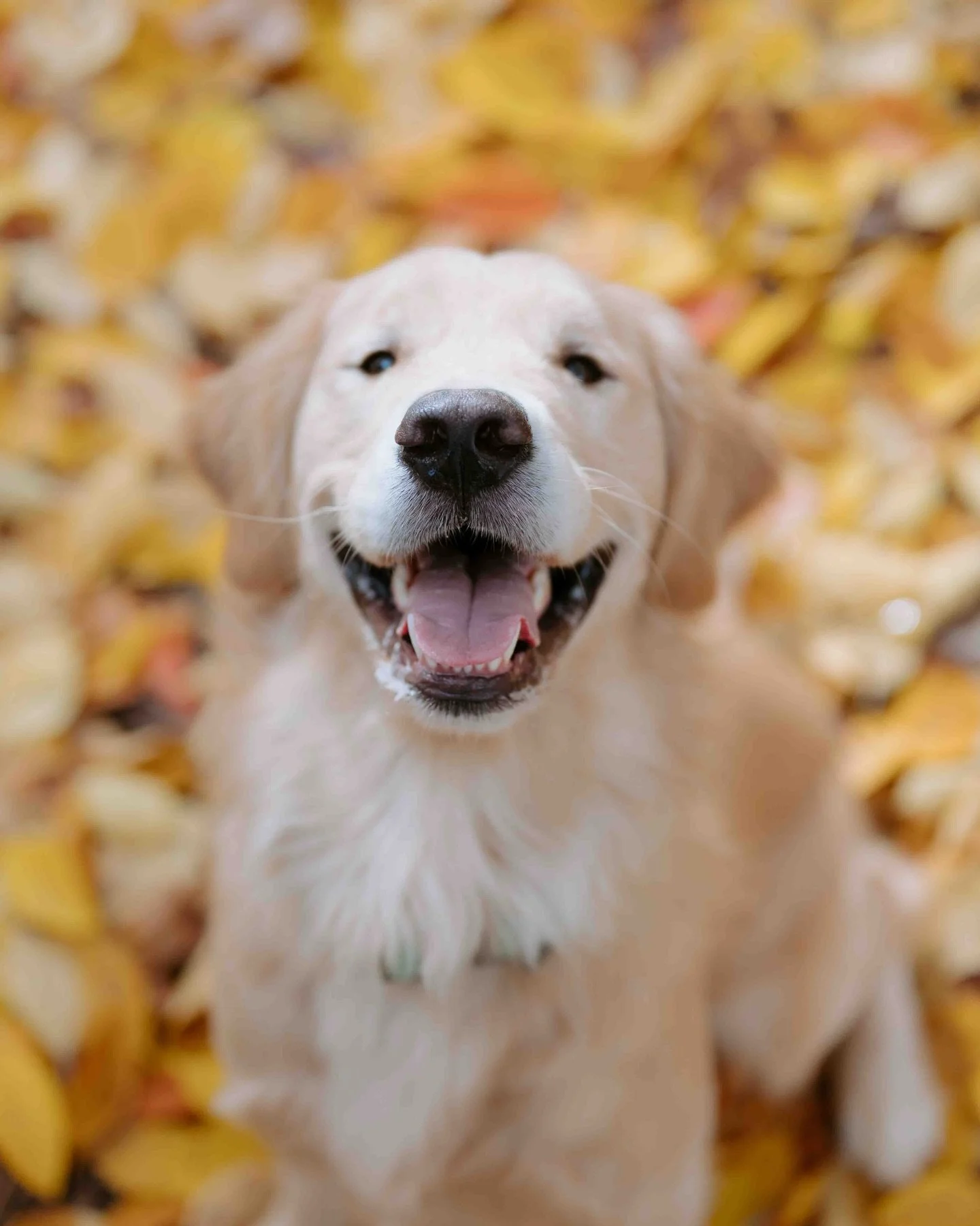 The happiest dog you&rsquo;ll ever meet. 
.
.
.
.
#dogphotography #dogphotographer #dogsofinstagram #dogsofwinstonsalem #professionalphotographer