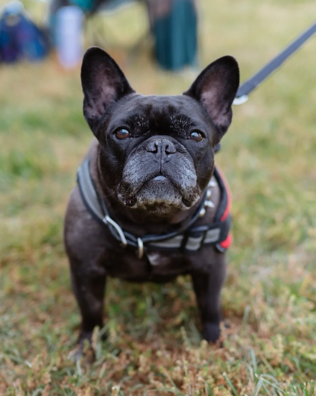 All the tail wags, happy paws, and the cutest faces 

Loved getting these shots from this weekend&rsquo;s @forsythhumane Muttstrut.
.
.
.
.
#BluePhotography #Muttstrut #ForsythHumaneSociety #WinstonSalemNC #Dogphotography