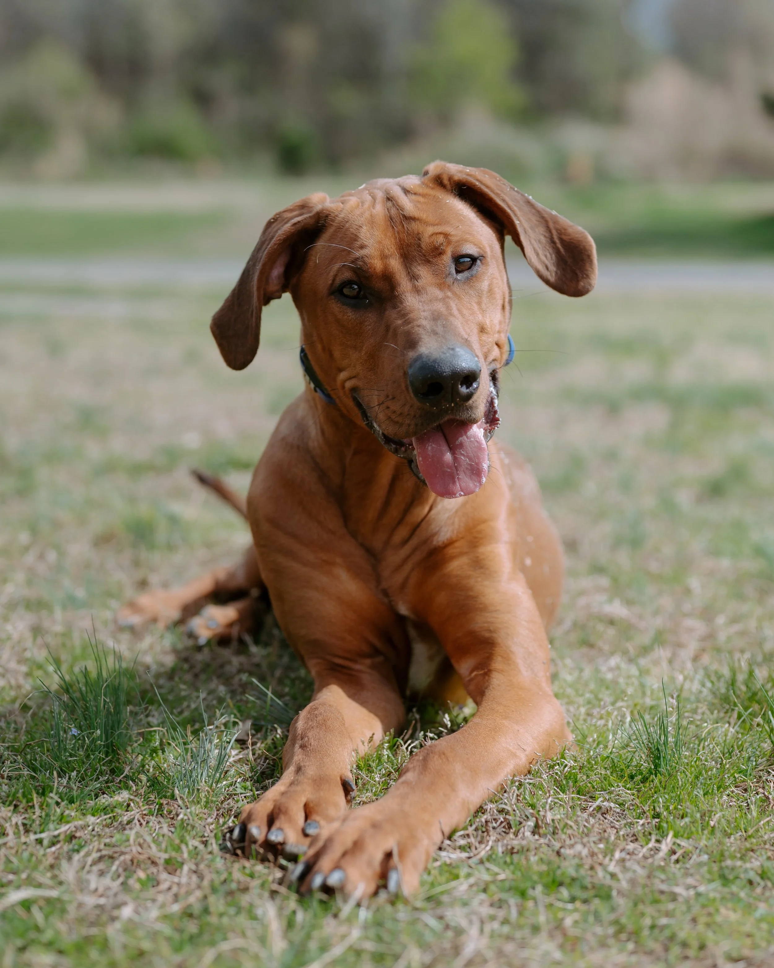 Meet Axel. 🐾
.
.
.
#DogPhotography #RhodesianRidgeback #DogPortraits #BluePhotographyNC #PetPhotography