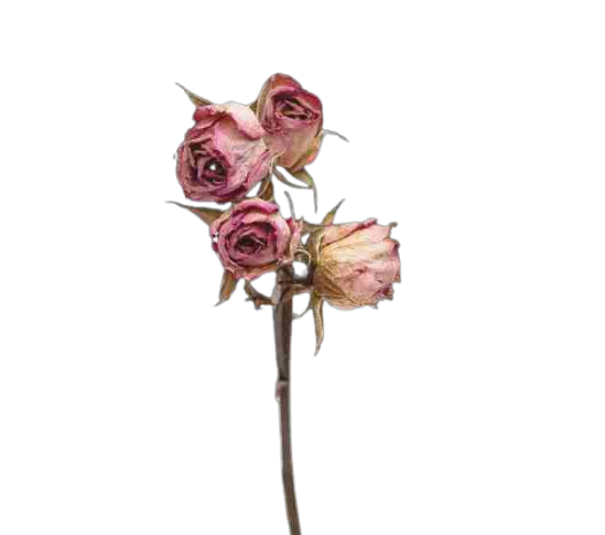 simply k.rose logo