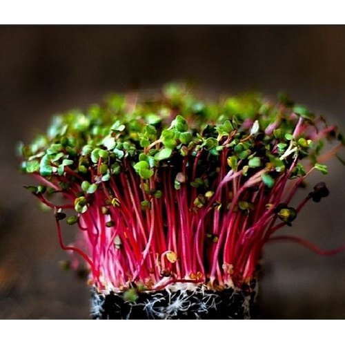 china-rose-radish-microgreens-500x500.jpg