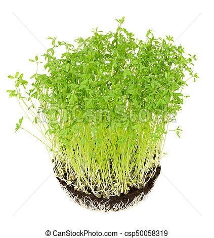 le-puy-green-lentil-seedlings-in-potting-picture_csp50058319.jpg