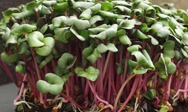 Hong-vit-radish-microgreens.jpg