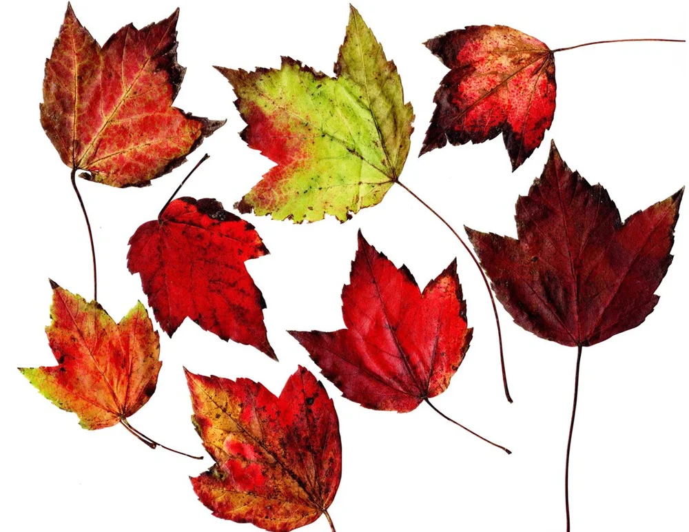 Why Maple Leaves Are Just as Important as Maple Trees —