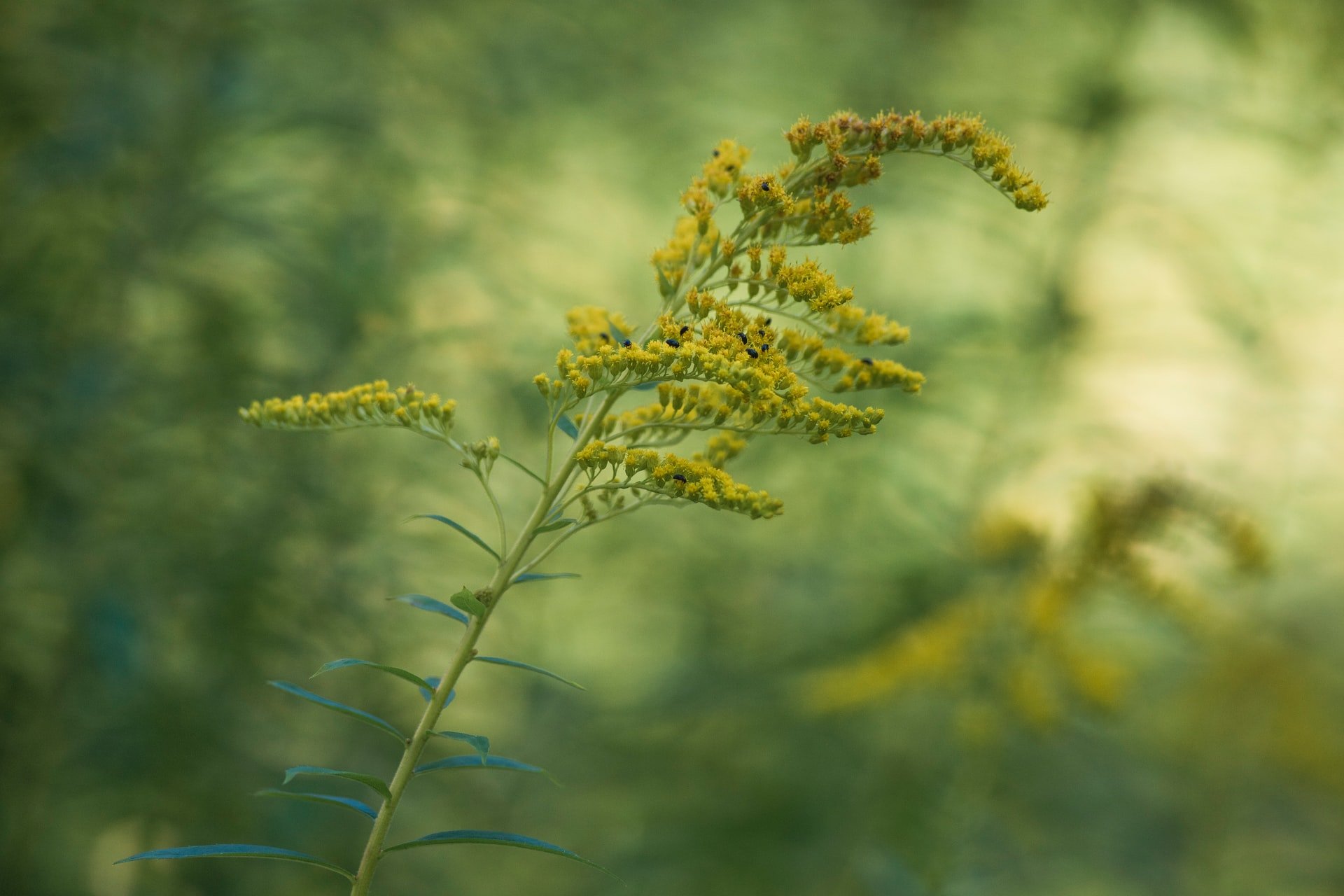 goldenrod: an opportunistic wildflower — authorvbray