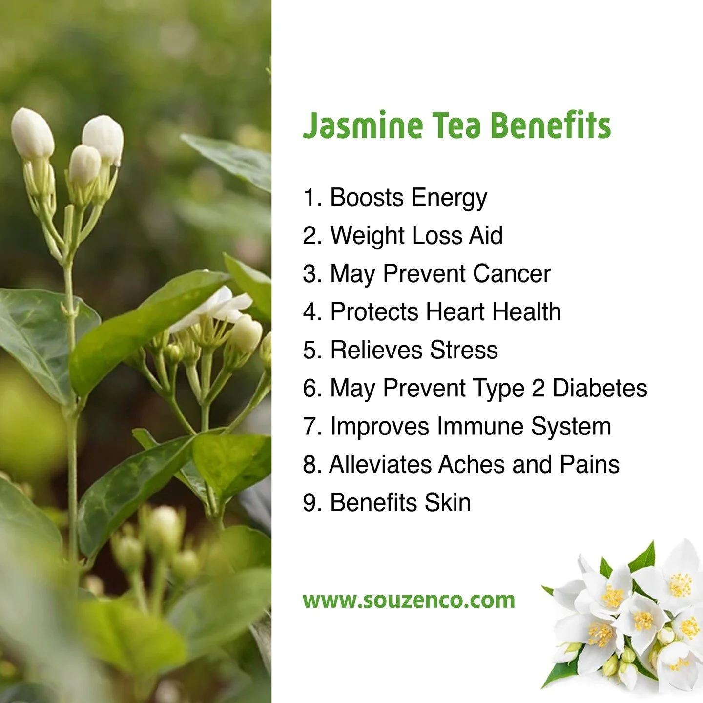 Jasmine tea is known to have many benefits such as boosting your energy and providing stress relief! Get some loose leaf  jasmine green tea today with Sou Zen!
.
.
.
.
#souzen #looseleaftea #jasmine #jasminegreentea #jasmineflowers #jasminebloss