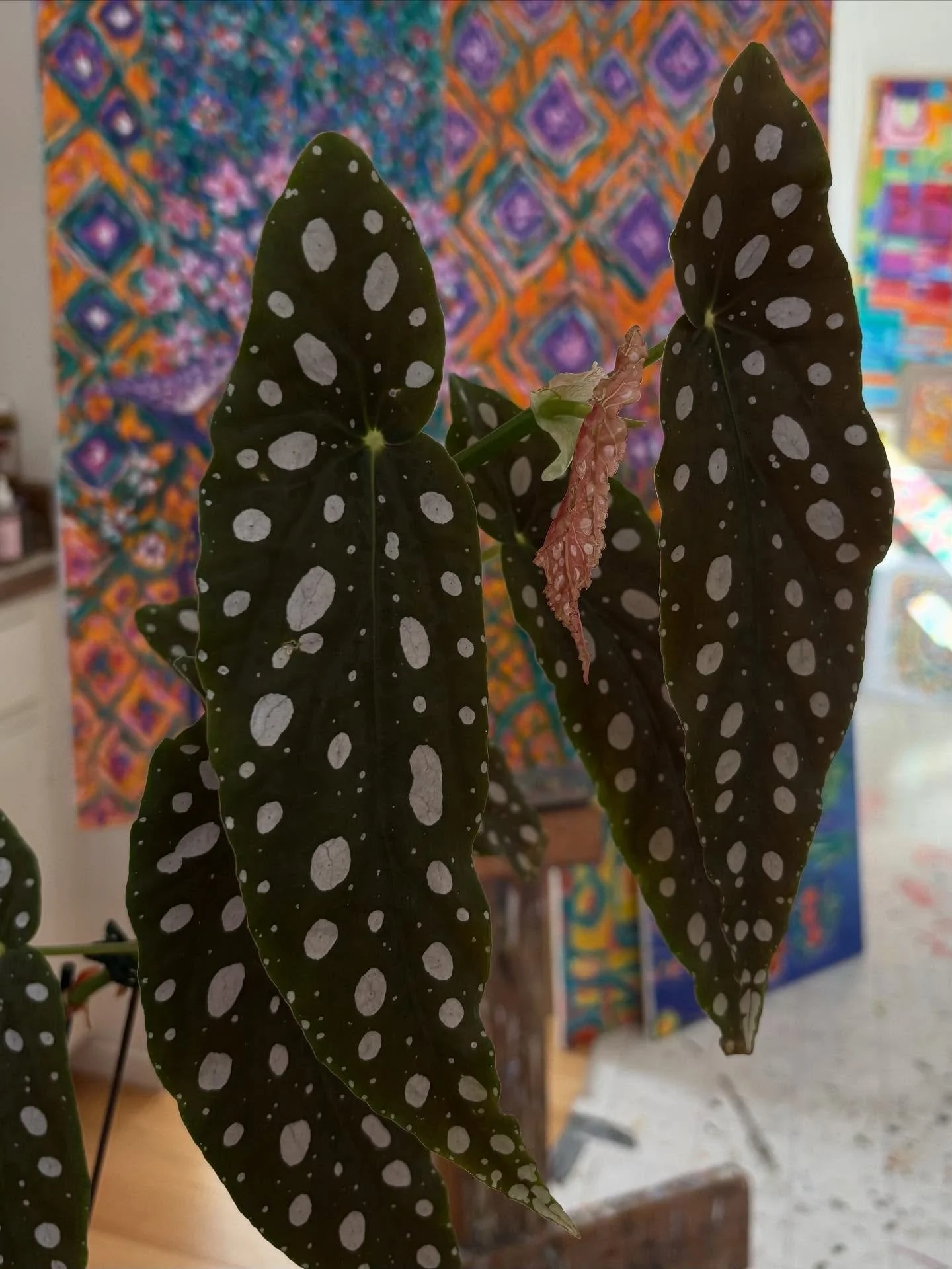 &ldquo;Pineapple, orchids, and bird,&rdquo; oil on linen, 2025. 36 inches x 36&rdquo;. #oilpainting #sfbayareaartist