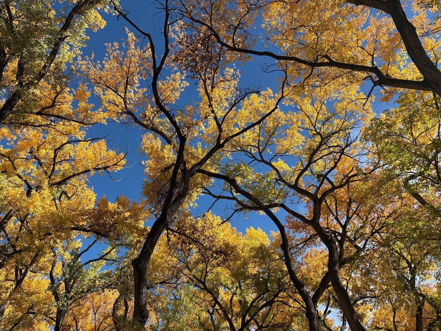 A walk and then dancing at the Albuquerque Tango festival.  #argentinetango