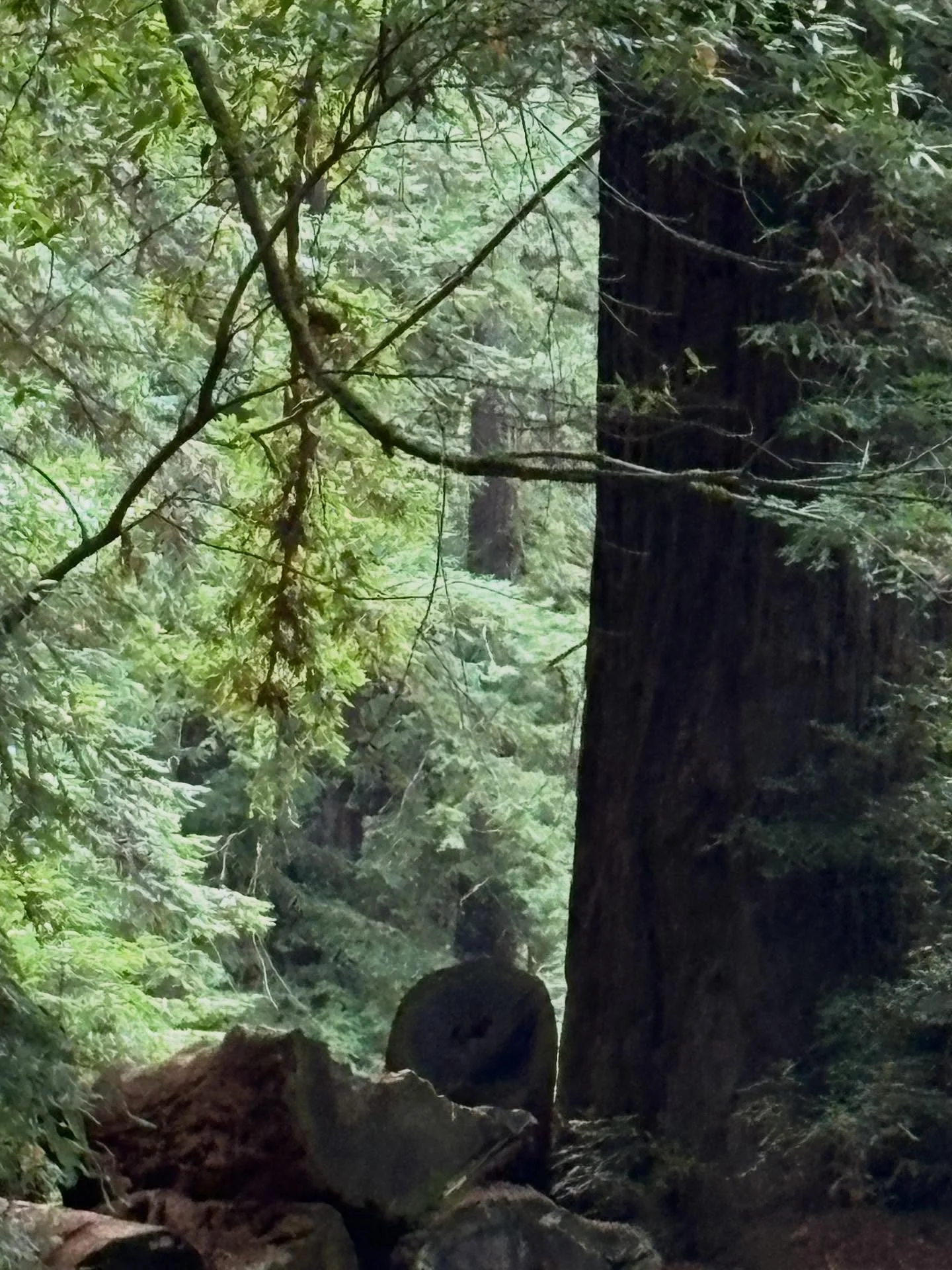 I saw Buddha in the redwoods yesterday and today, this beautiful antlered creature up the street. #reinhartredwoodregionalpark #oaklandartist #buddha #deer