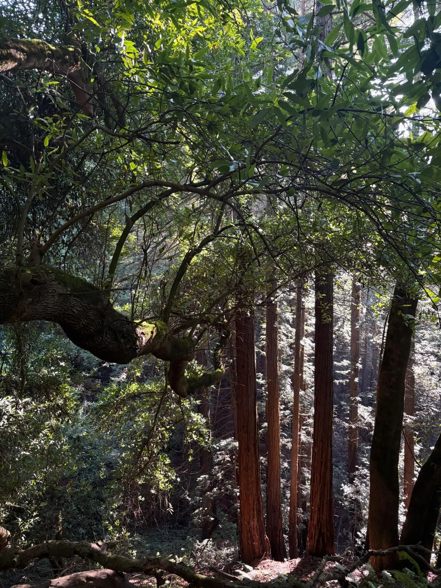 Between the redwoods and the San Francisco Bay &hellip;yesterday&rsquo;s walk and today&rsquo;s.  #sanfranciscobay #emeryvillemarina #joaquinmillerpark