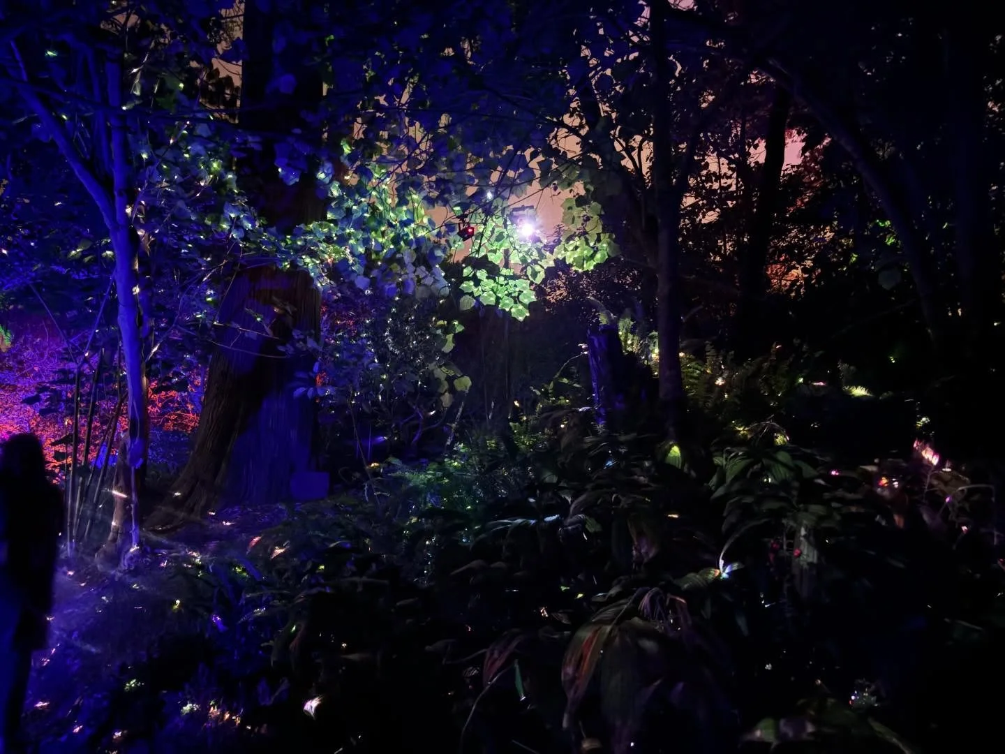 San Francisco Botanical Garden tonight.  #sfbotanicalgarden #sanfrancisco