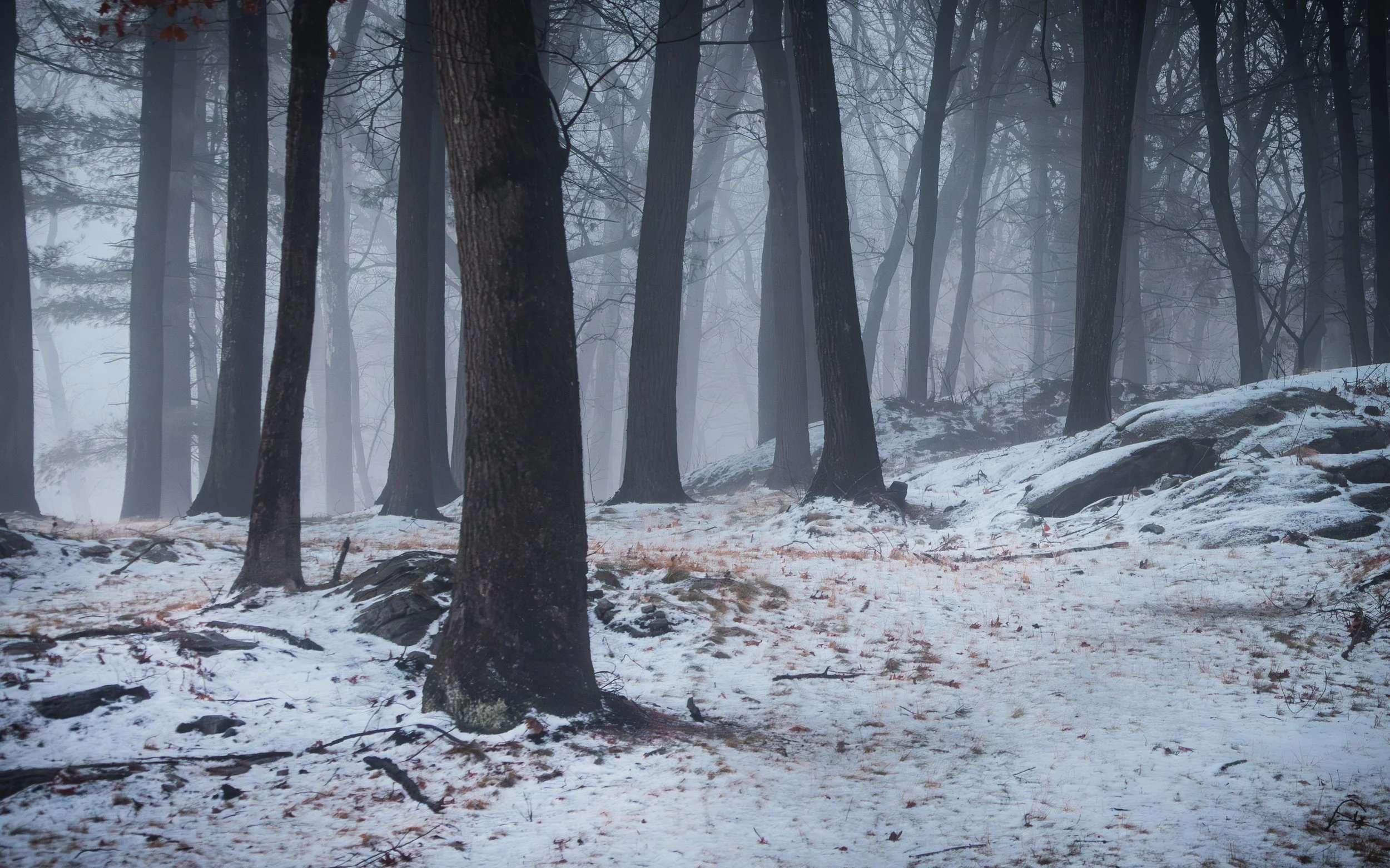 Taken the first week of 2026. I absolutely love the ethereal feeling fog brings to a forest. Newton, MA.