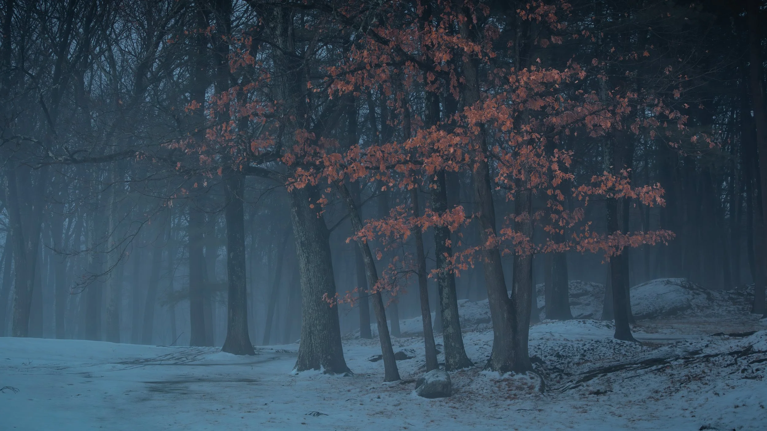 Taken in December 2026 while on my way into the office. I really love how the low lying fog brings a feeling mystery and moodiness to the scene. The oak tree leaves really add a wonderful contrast to this otherwise muted, cool shot. 