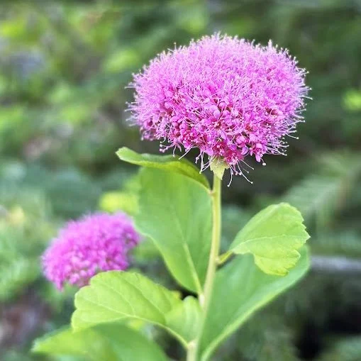 Alpine_spirea_MMM.jpg