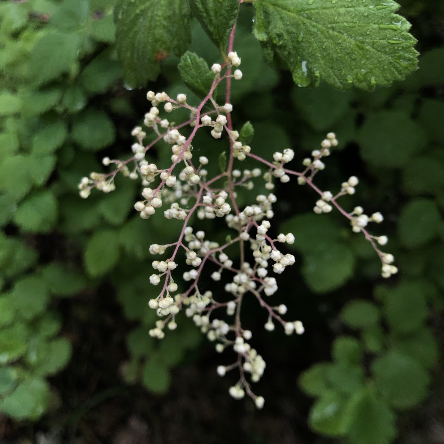 Ocean_Spray_buds_MMM.jpg