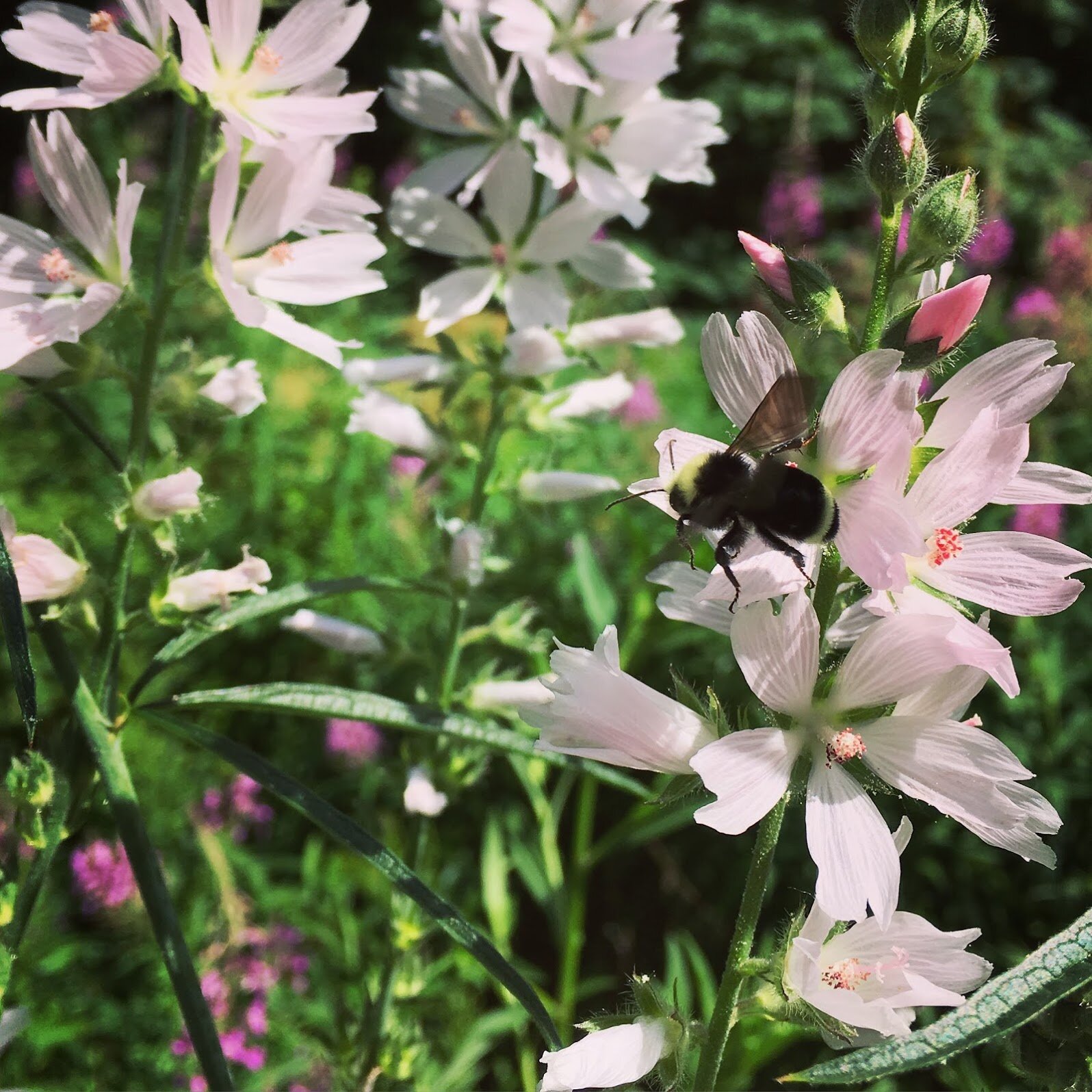 Meadow_checkermallow_MMM.jpg