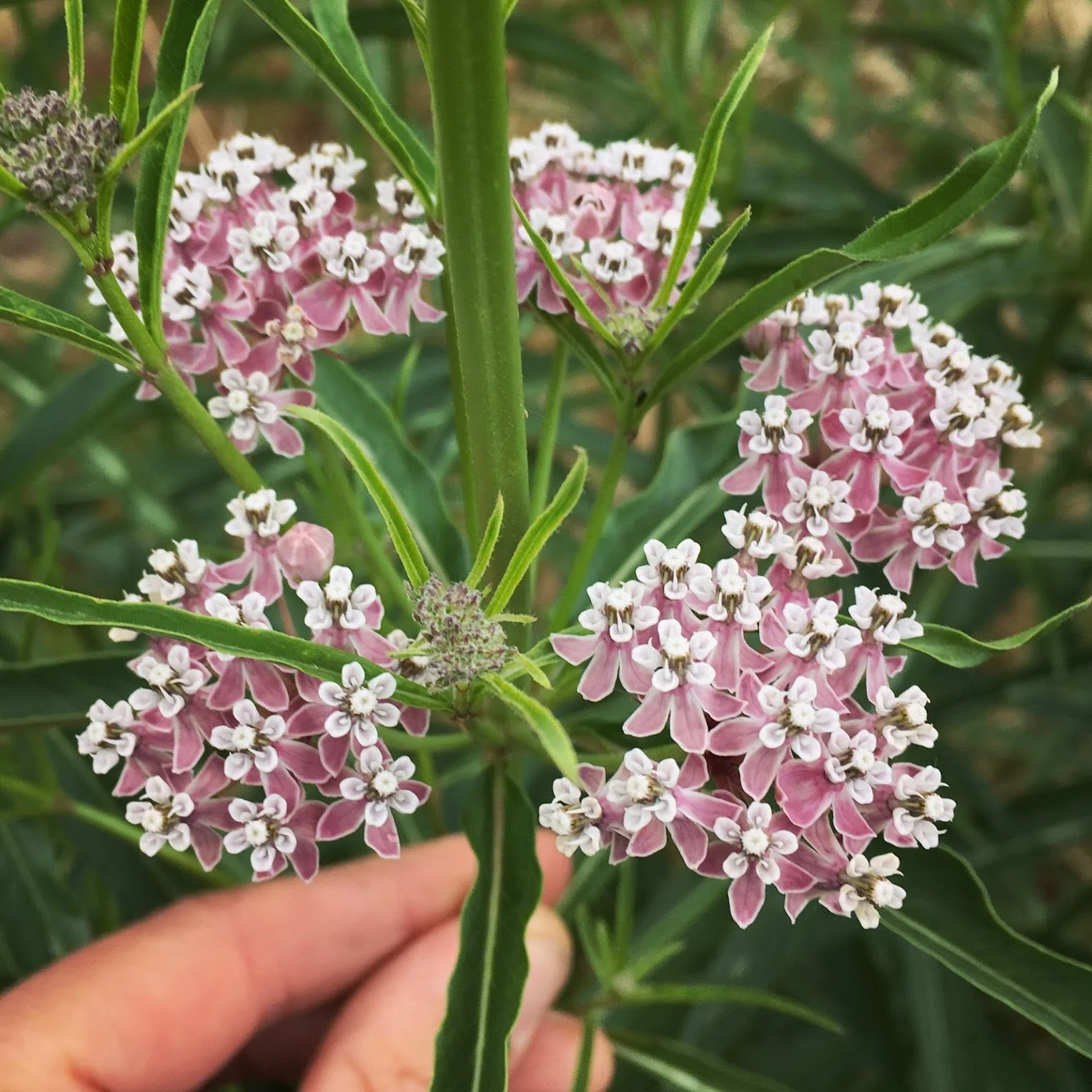 Narrowleaf Milkweed
