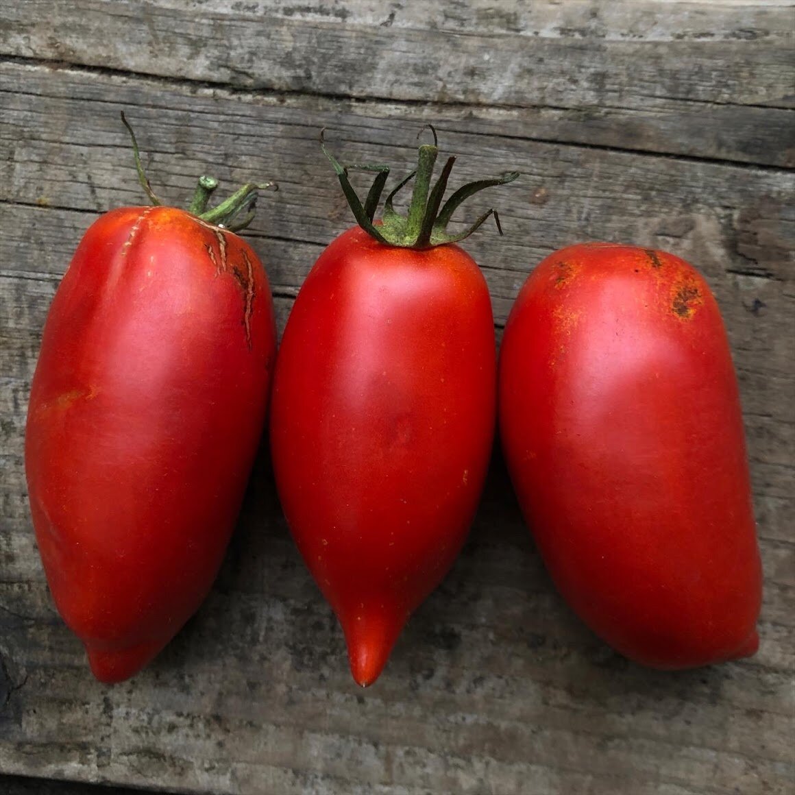 Tomato 'Amish Paste'