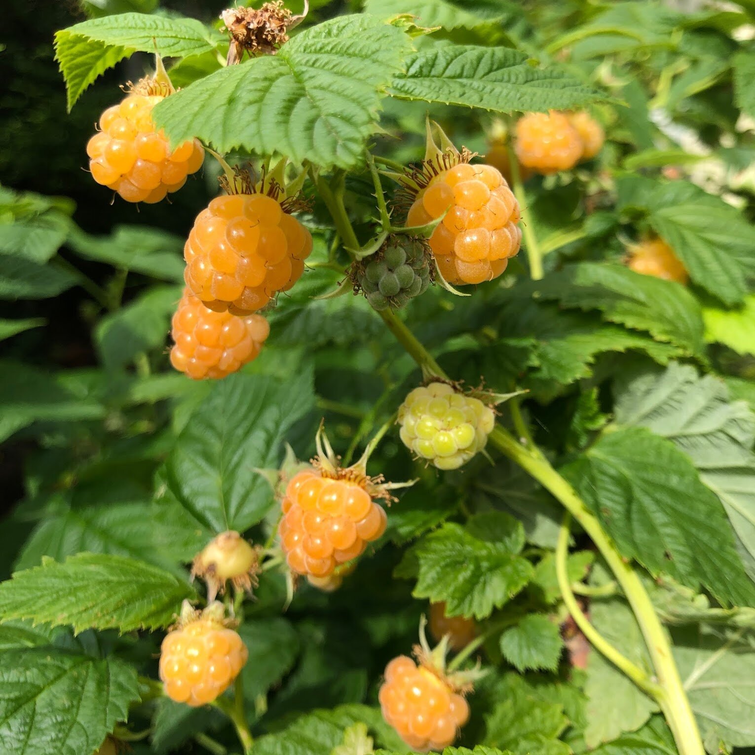 Golden_raspberry_Fall_Gold_MMM (1).jpg