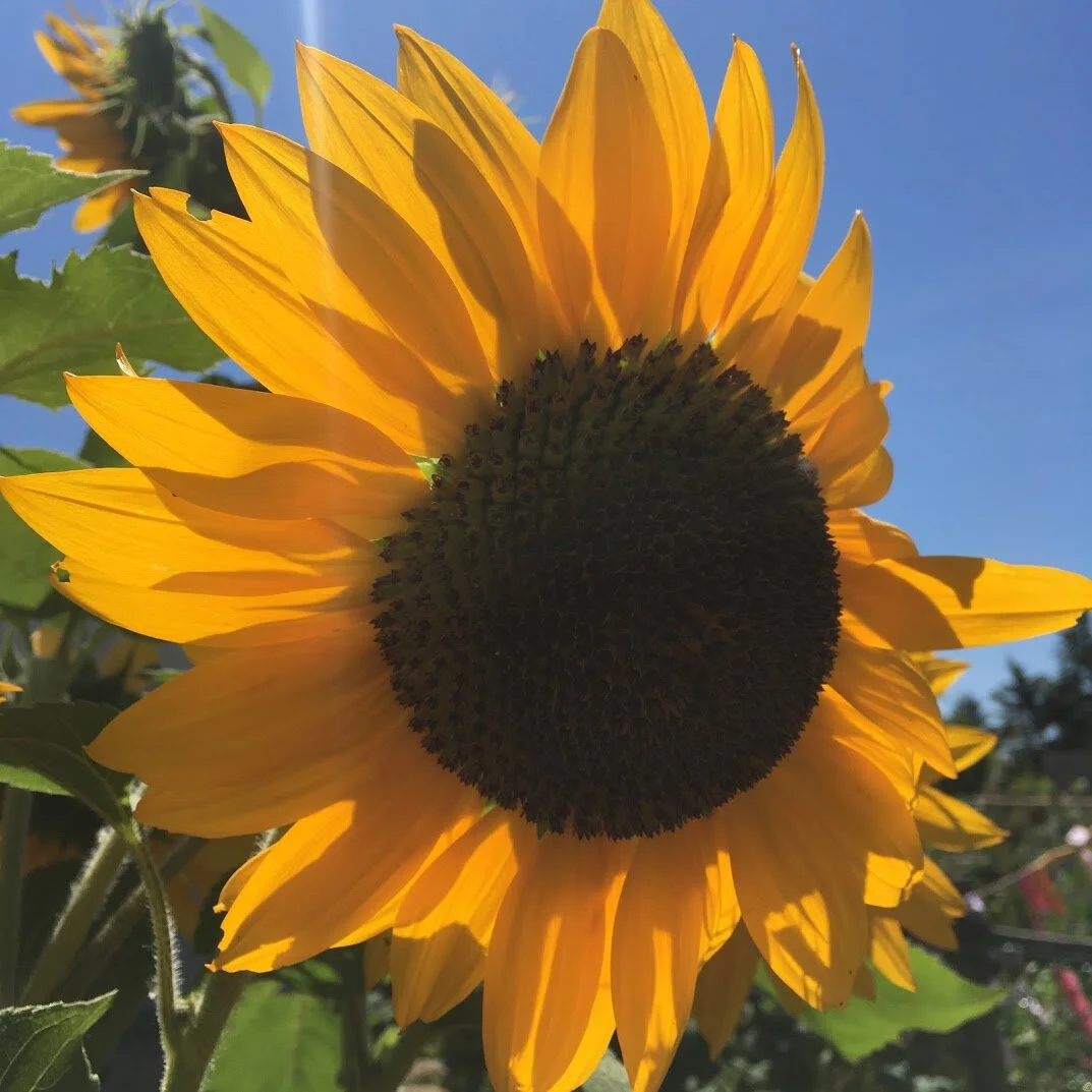 Sunflower_Giant_MMM.jpg