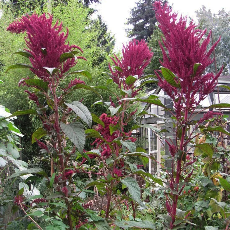 Amaranth_MMM.jpg